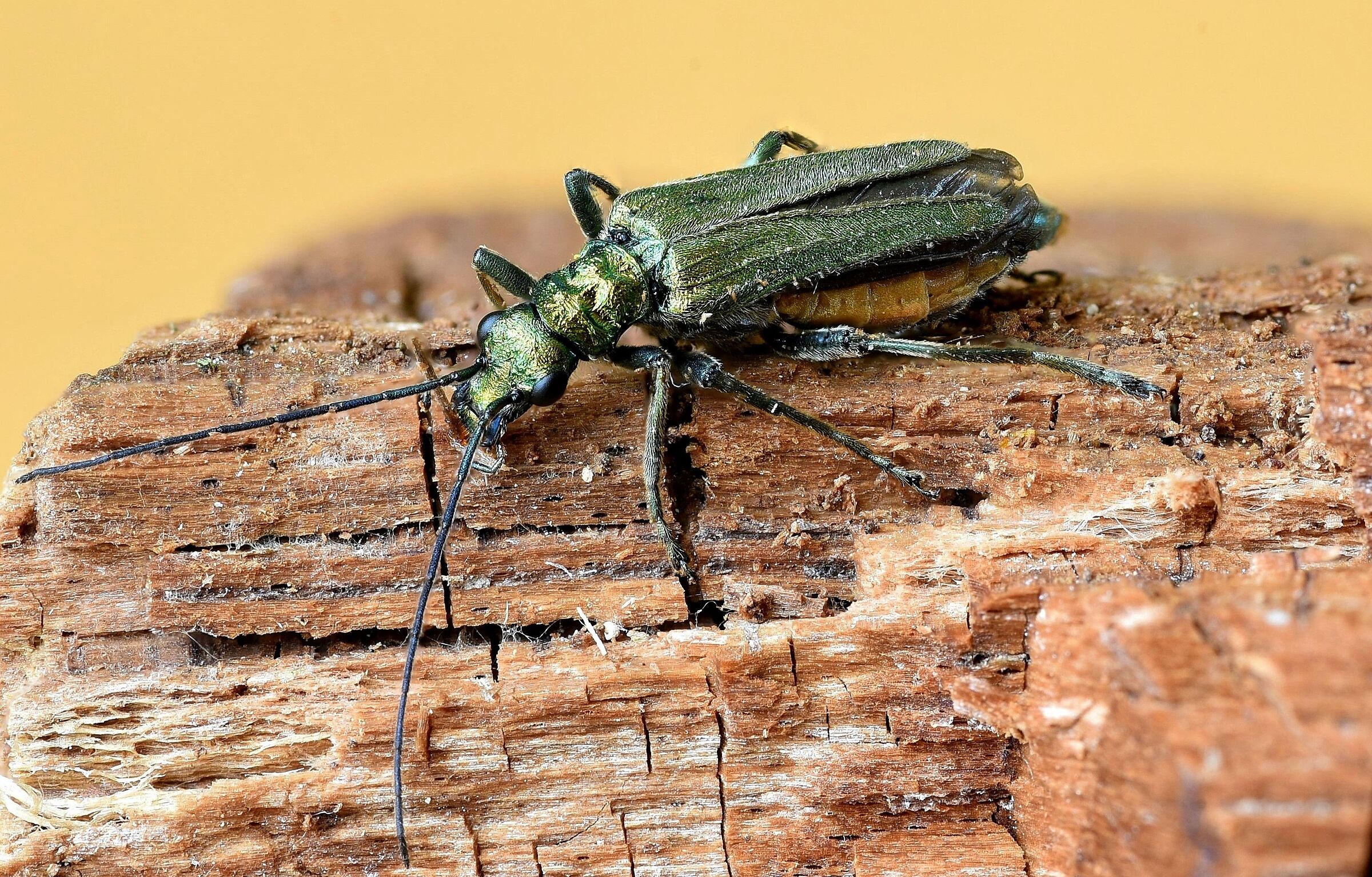 Oedemera nobilis