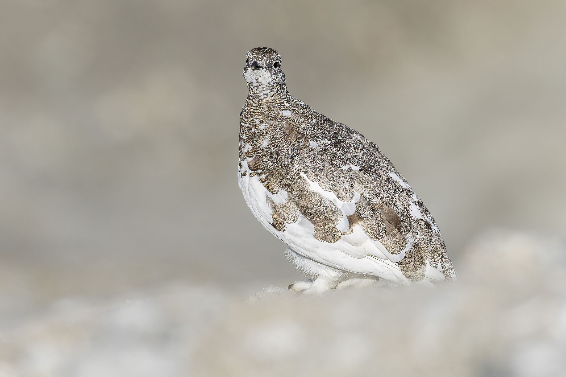 in un mondo soffice, pernice bianca