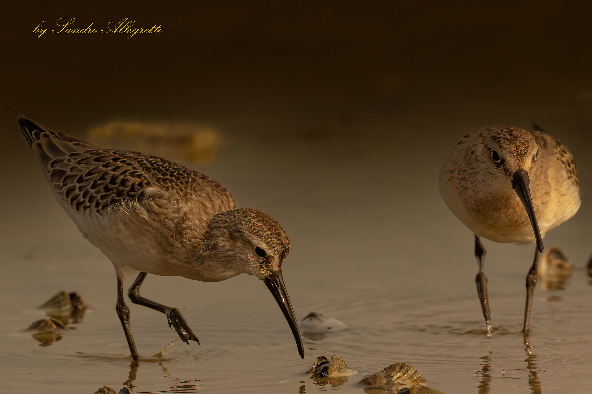 Il piovanello o piovanello comune (Calidris ferruginea)