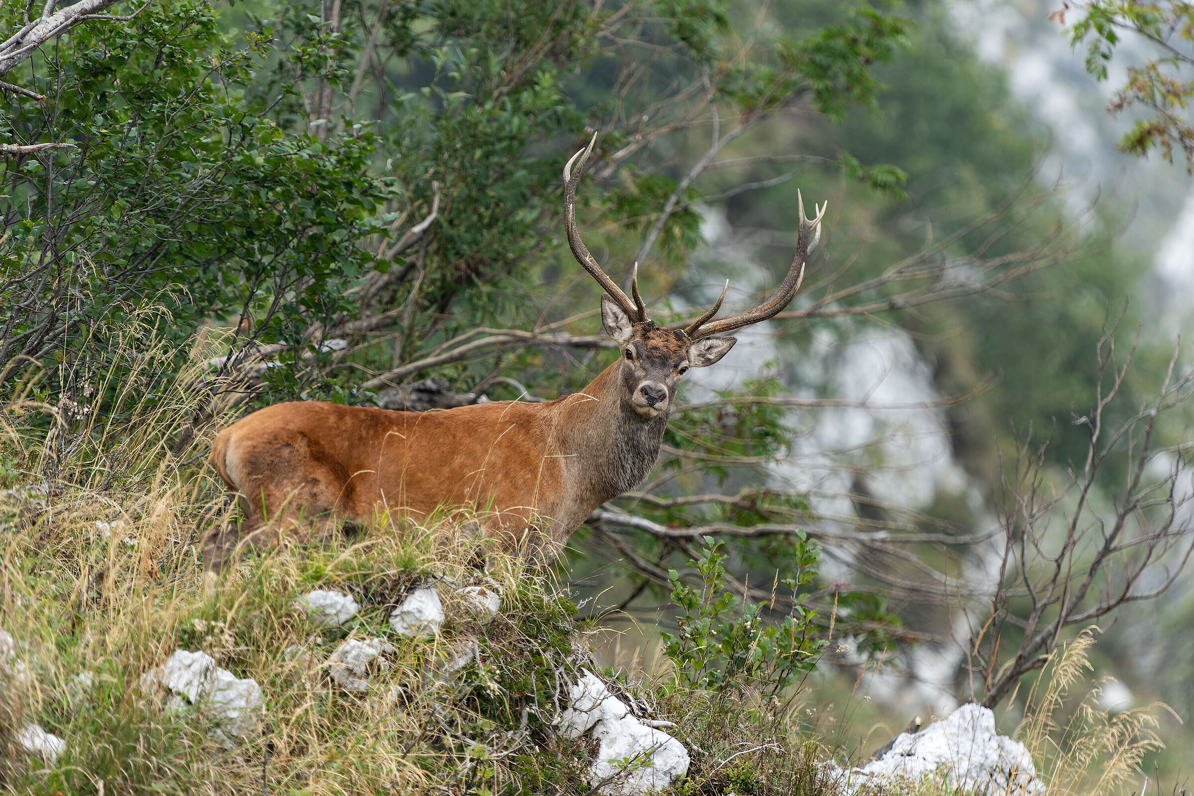Deer Julian Alps 2023