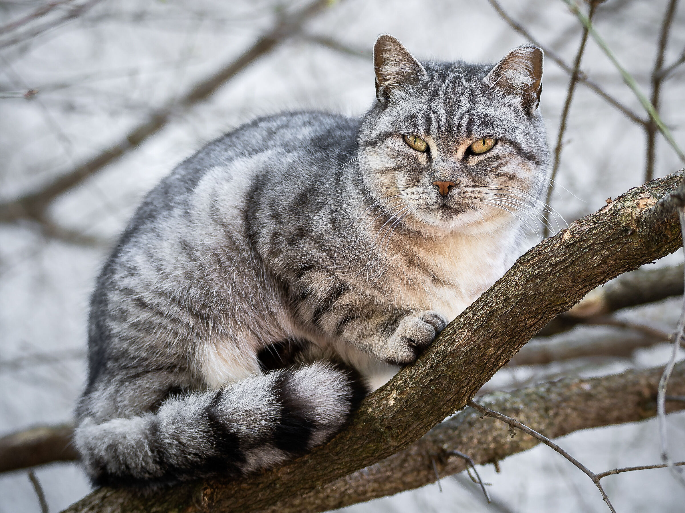 Una piccola tigre sull'albero