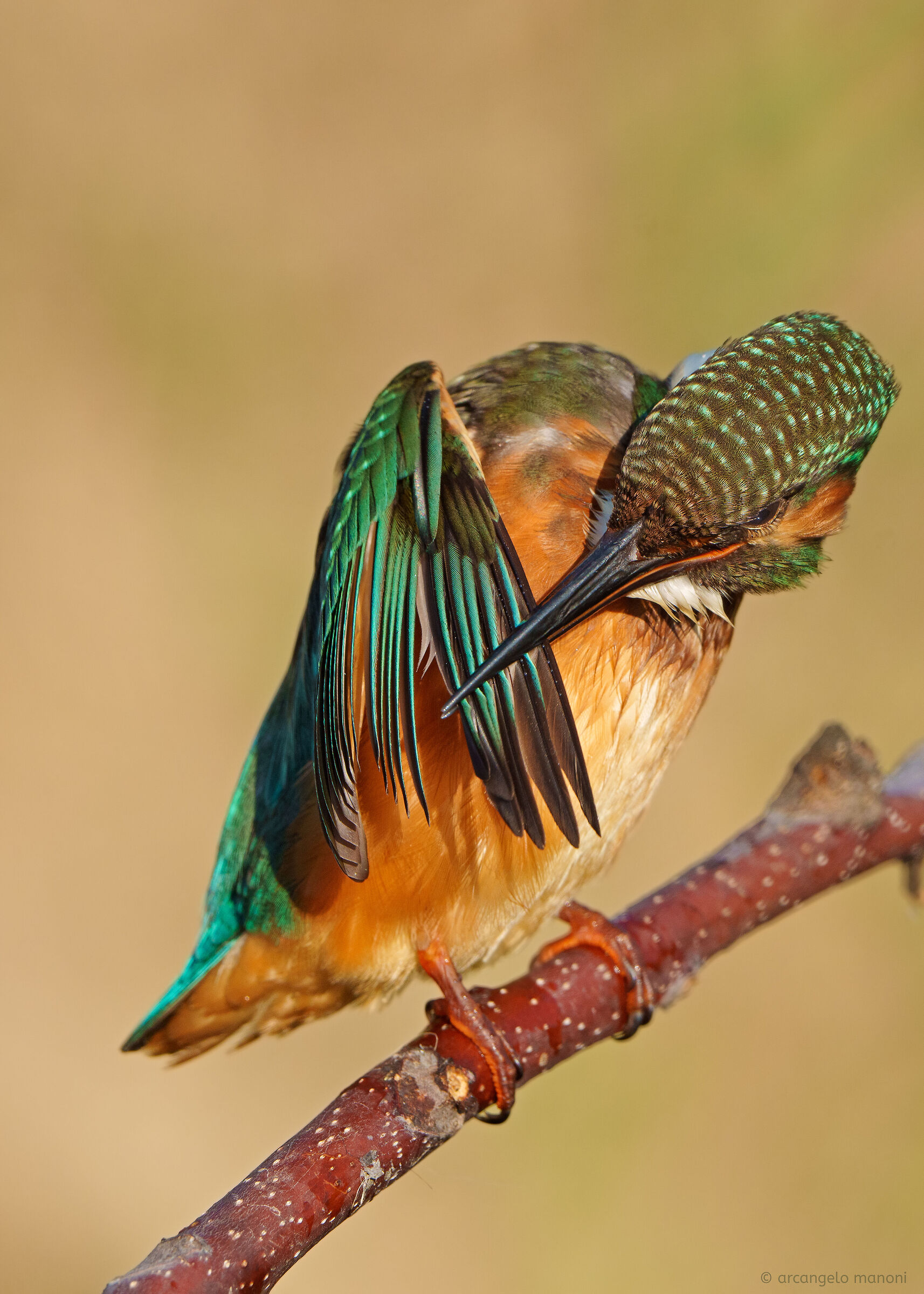 La pulizia delle penne