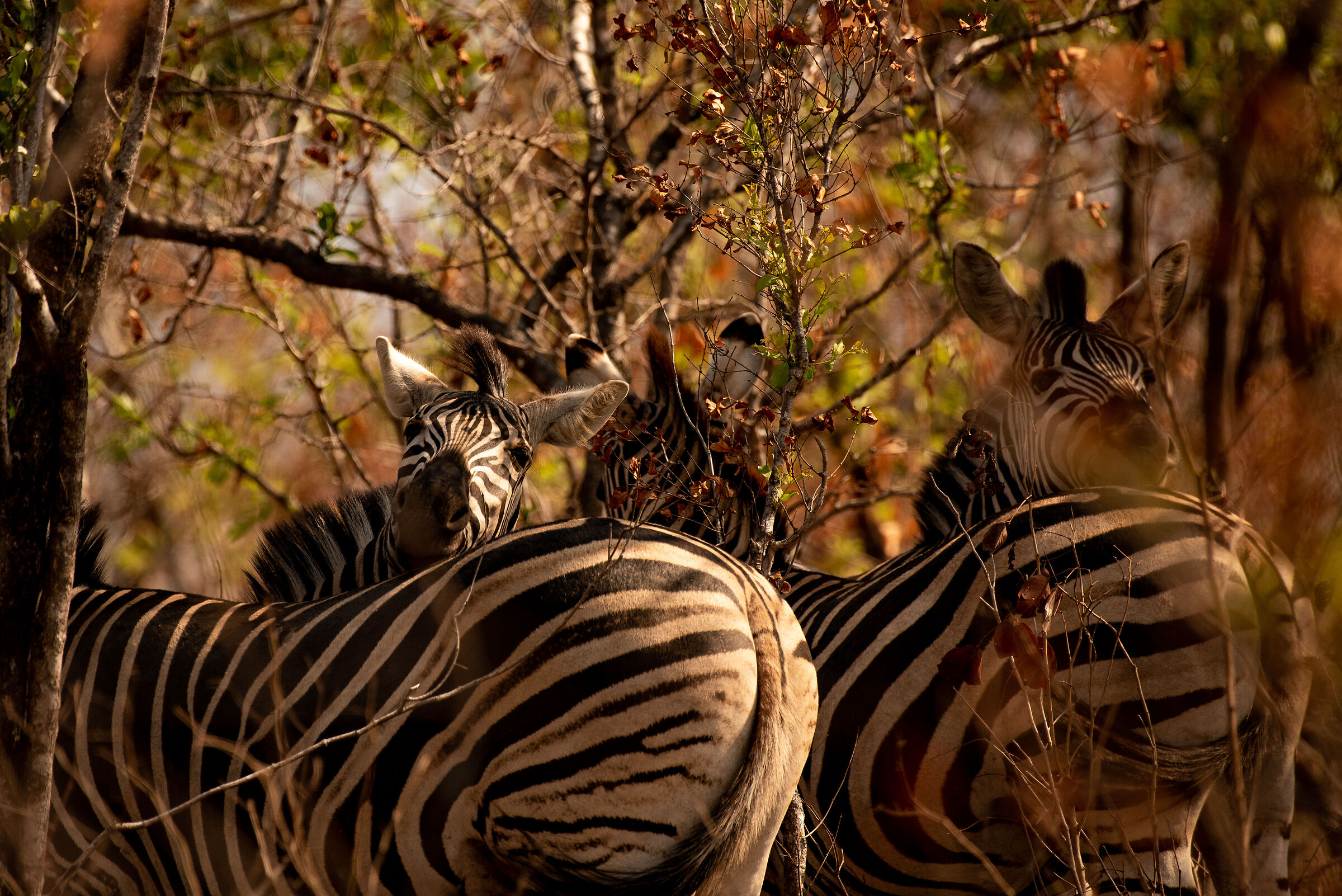 Zebra Glances