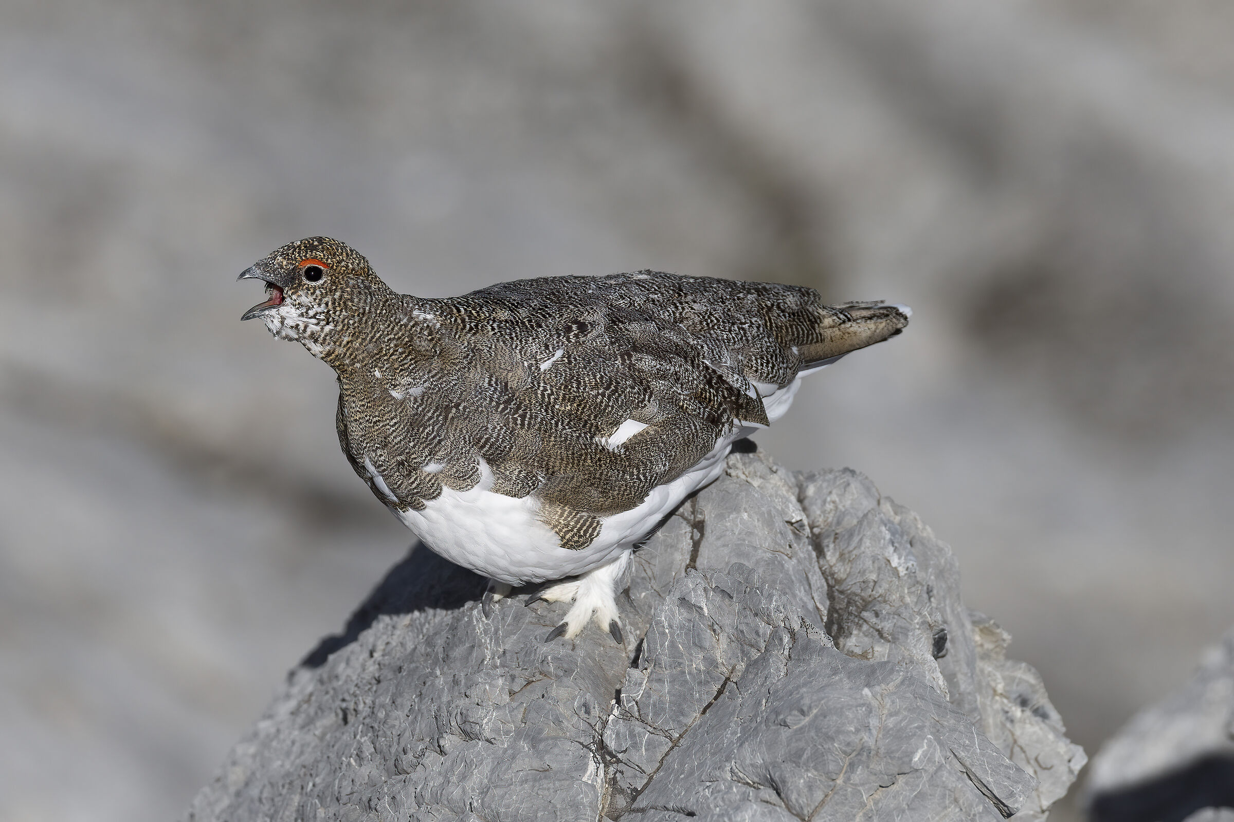 il  richiamo della pernice bianca