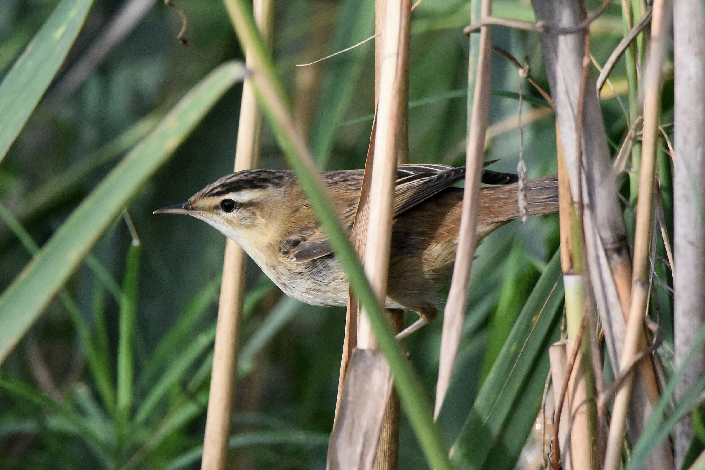 Common warblers