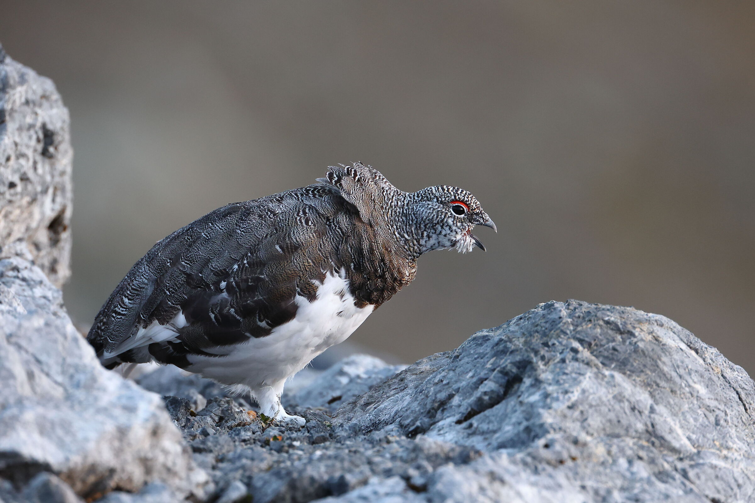 Il canto della Bianca