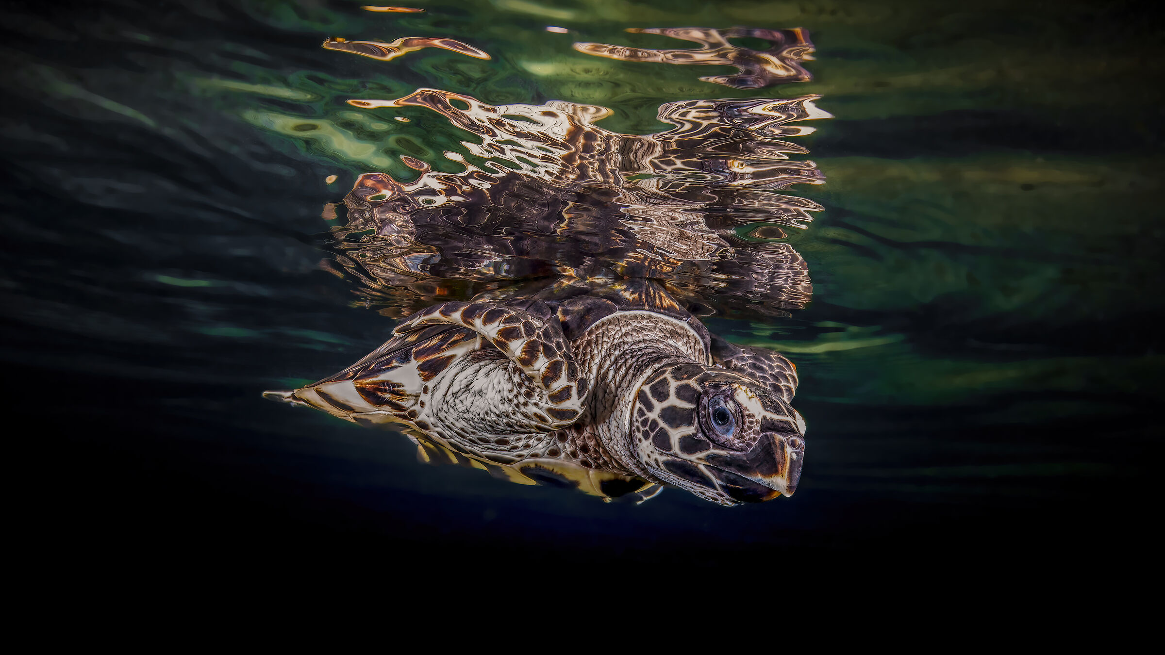 embricate turtle png , lessening resort r tur