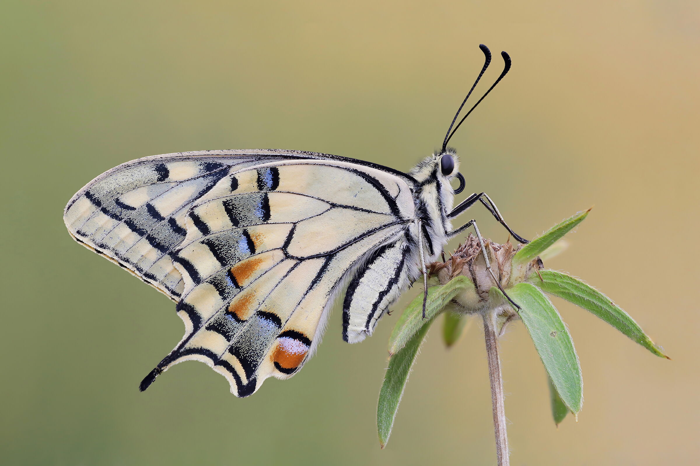 Papilio machaon