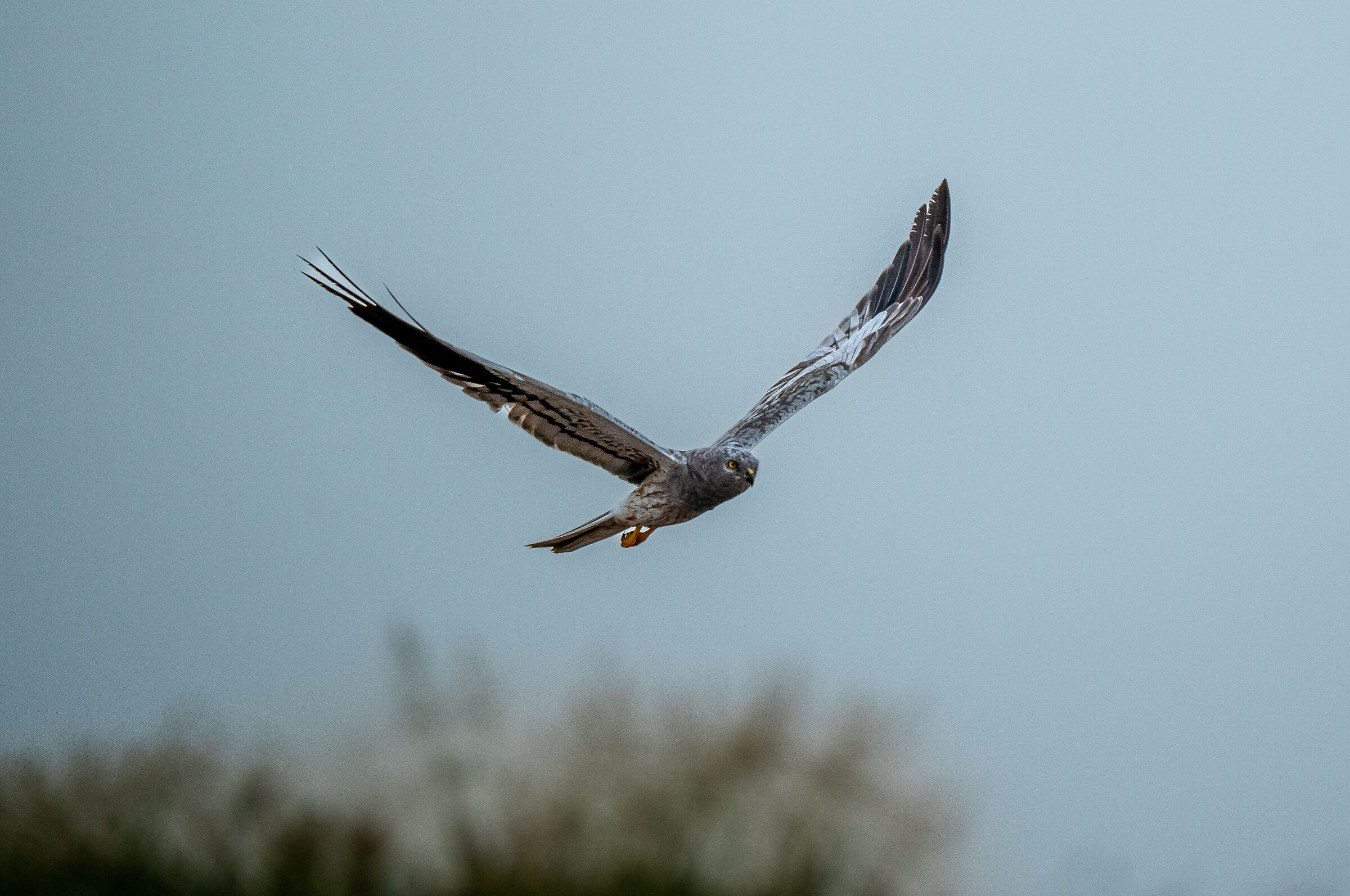 Male hen harrier
