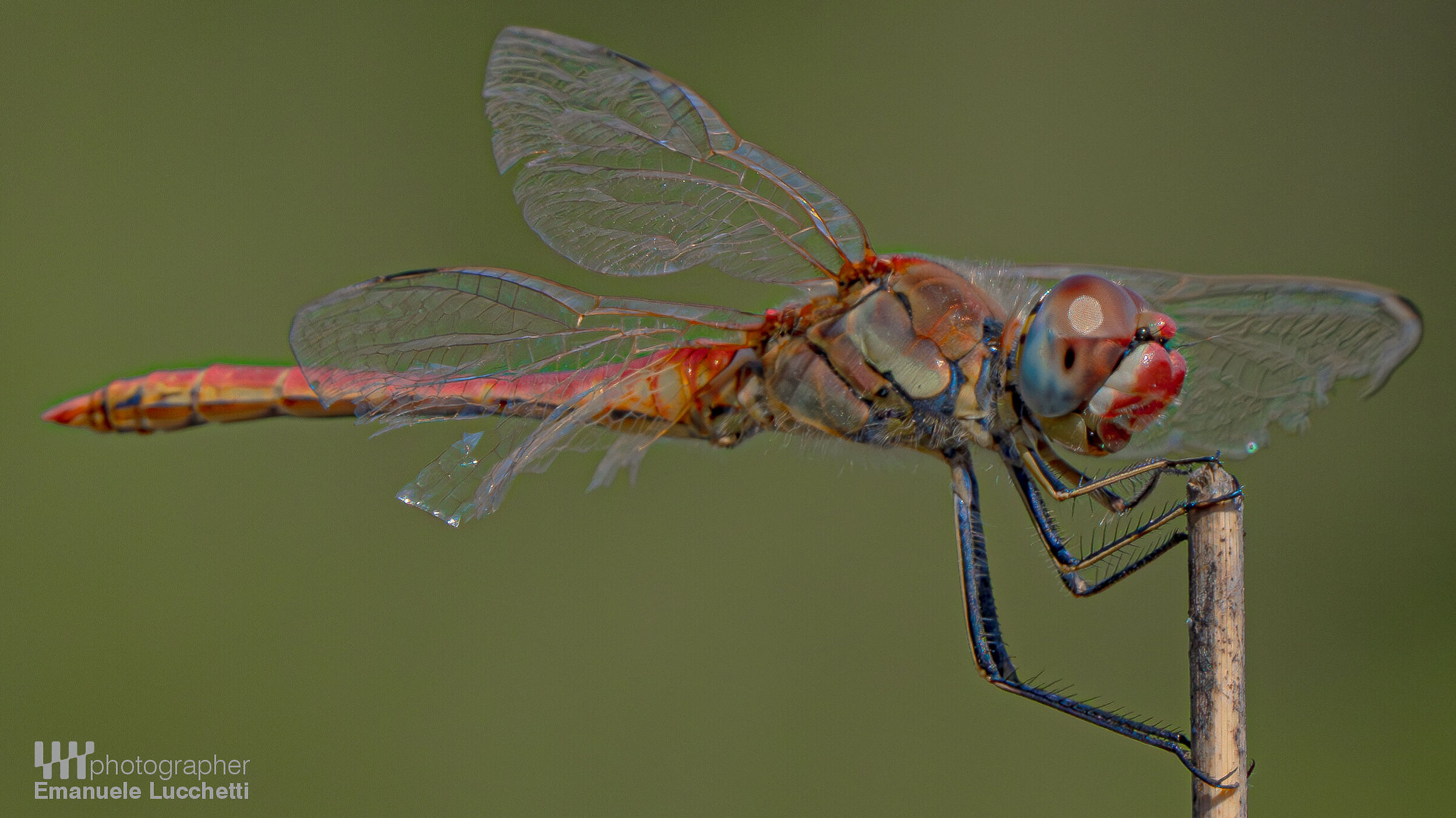 Dragonfly