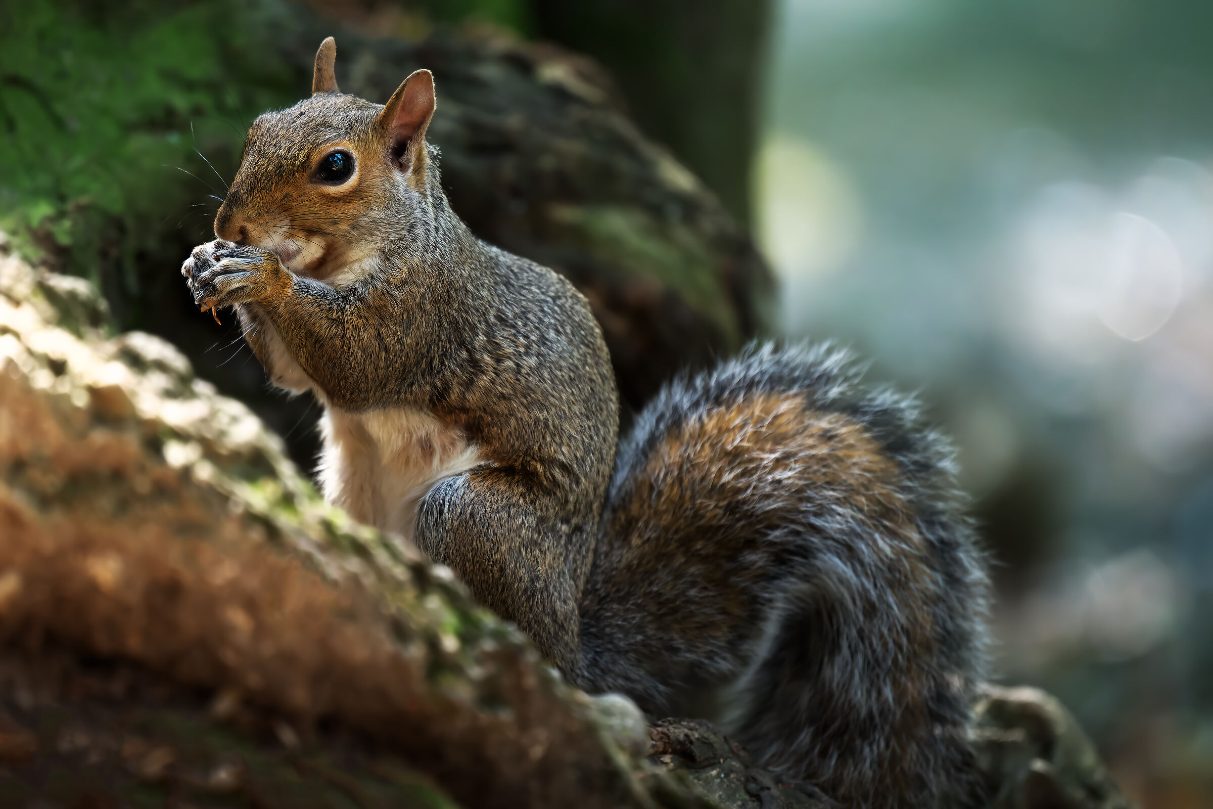 Squirrel in the pond of the royal gardens - Monza