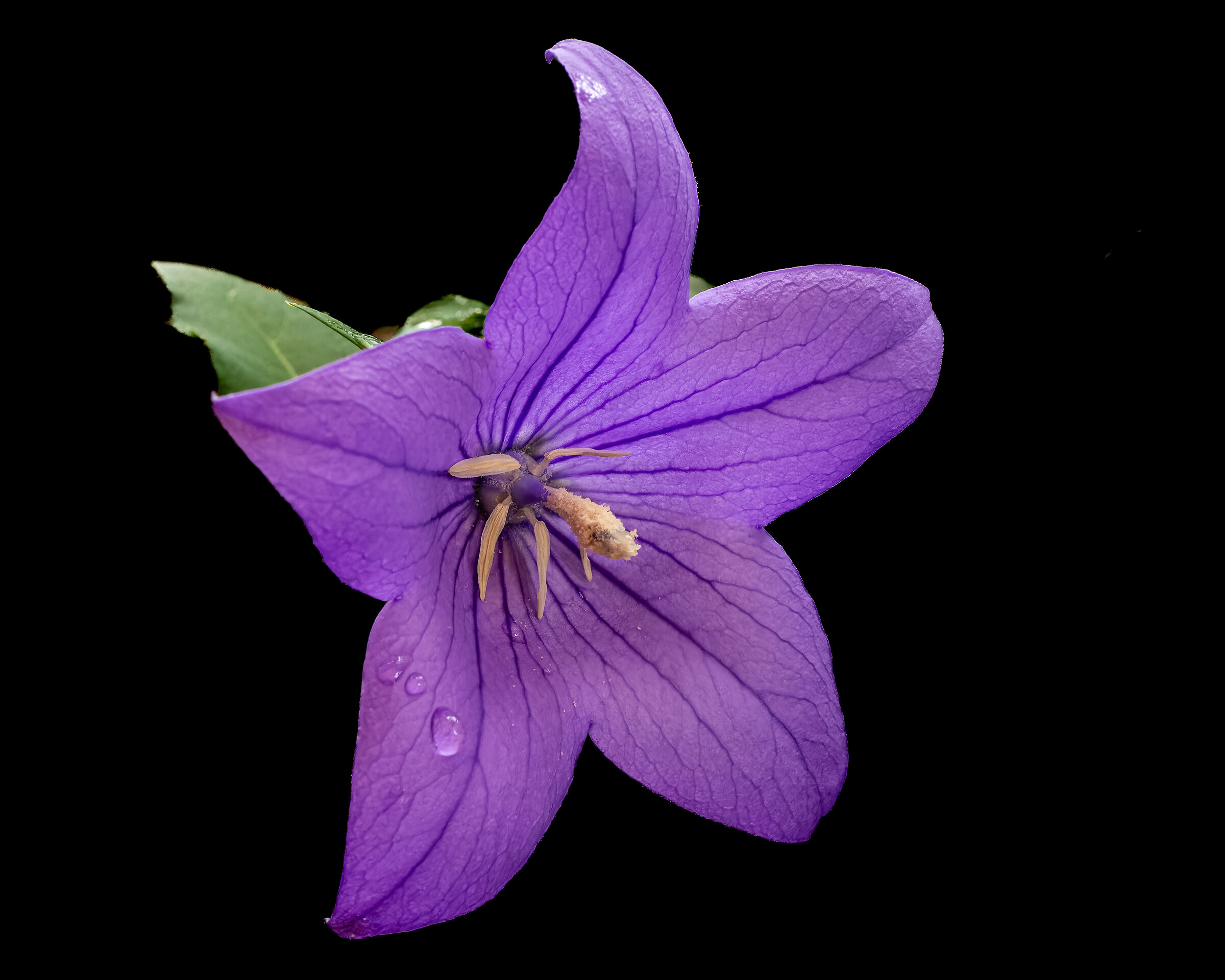 Campanula grandiflora