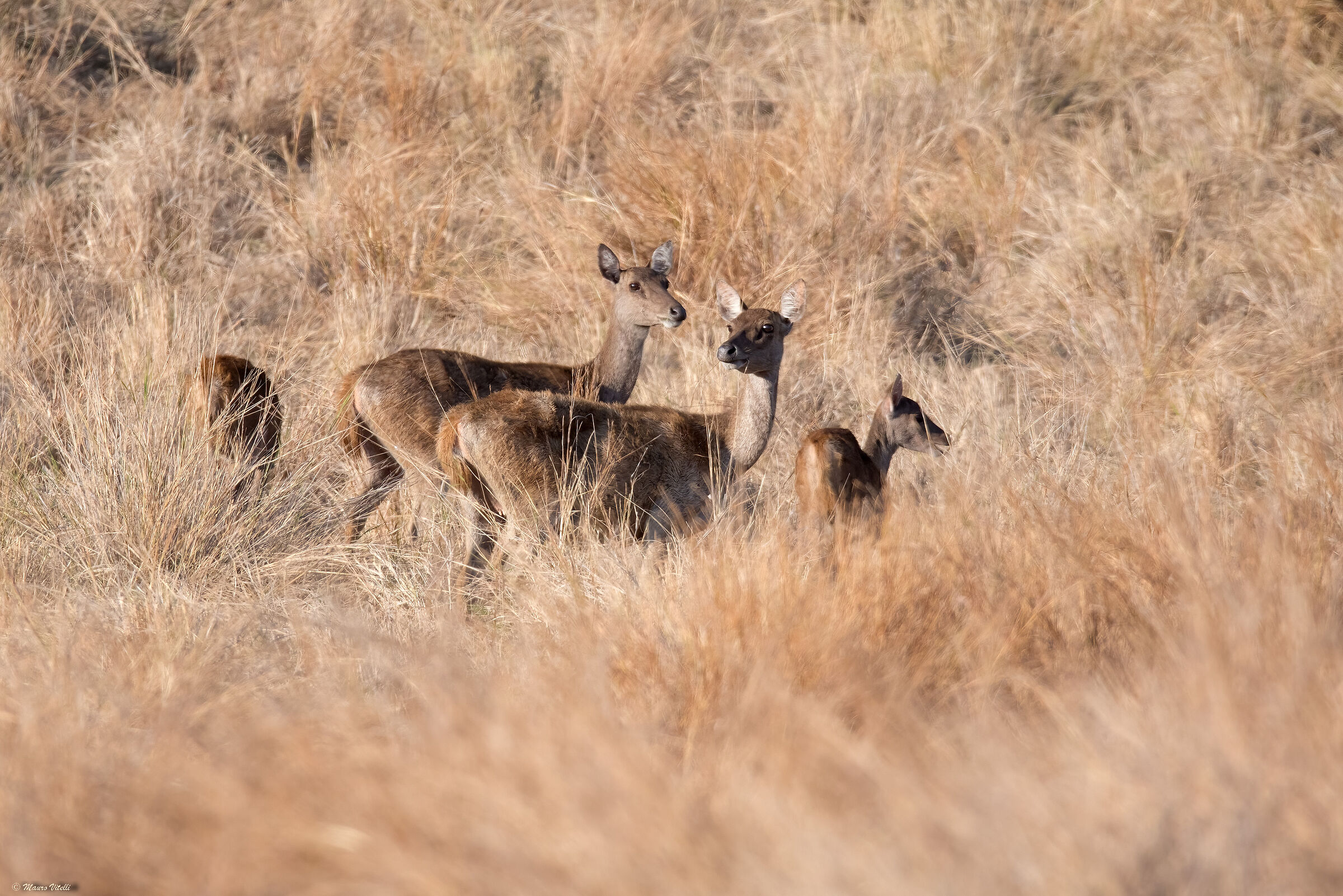 Cervi (Rusa timorensis)
