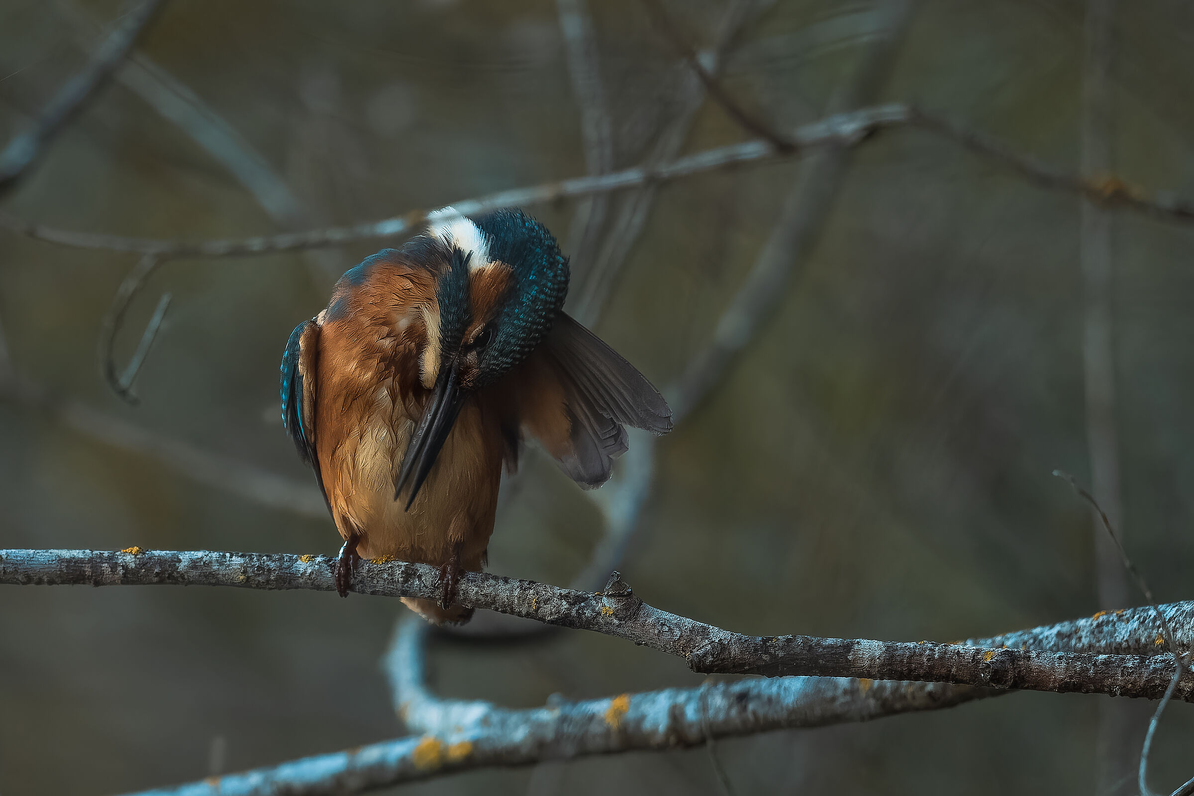 I redo my feathers