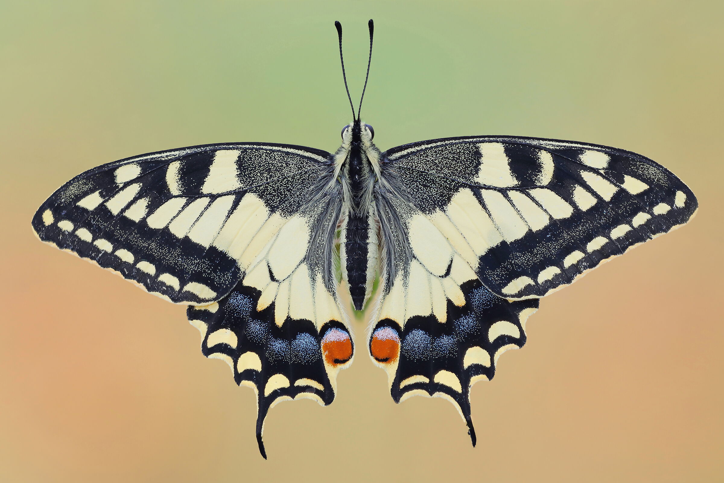 Papilio machaon