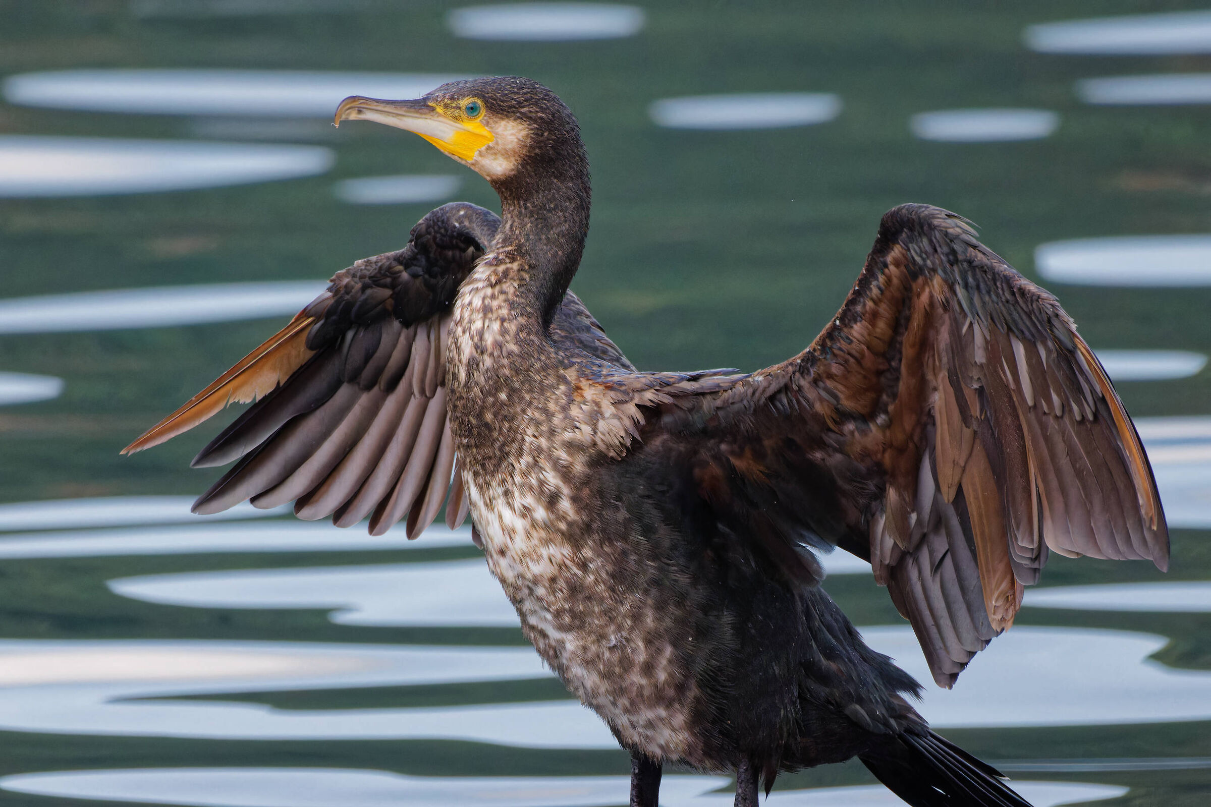 Cormorant