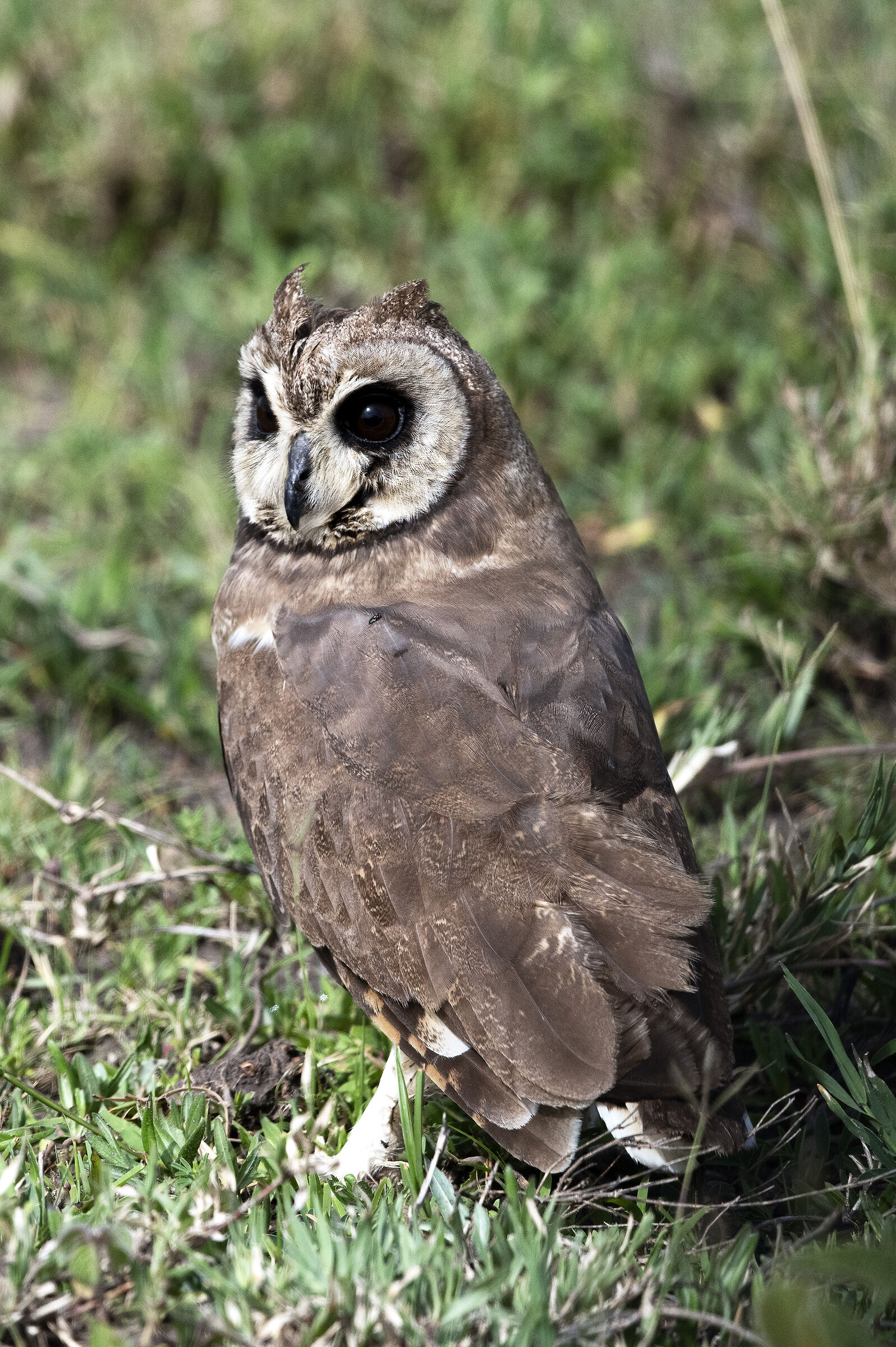 Asio capensis - Marsh owl - Serengeti 03/2019 Tanzania