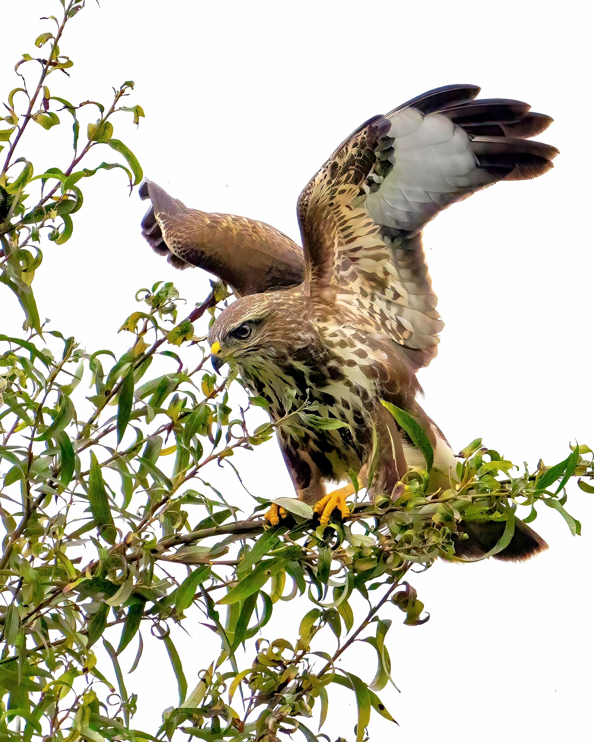 Poiana (Buteo buteo)