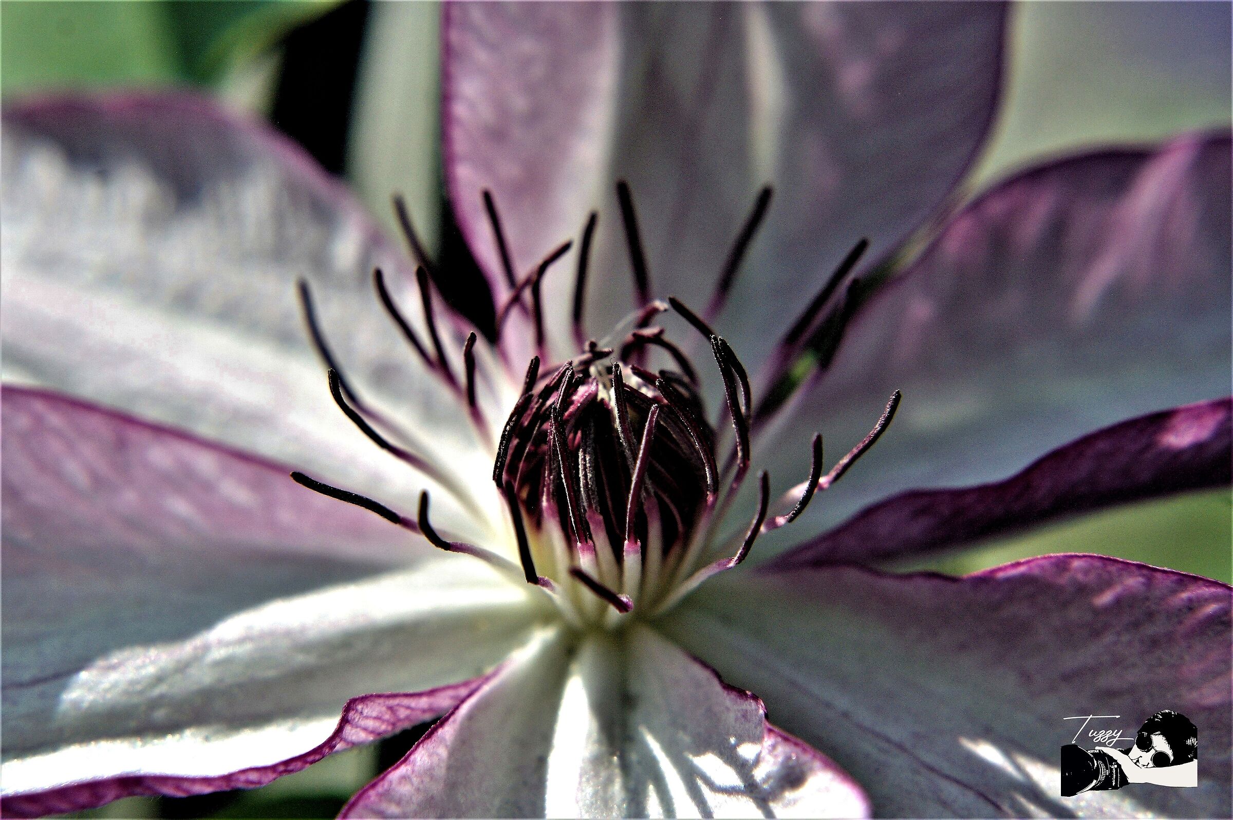 particolari di un fiore