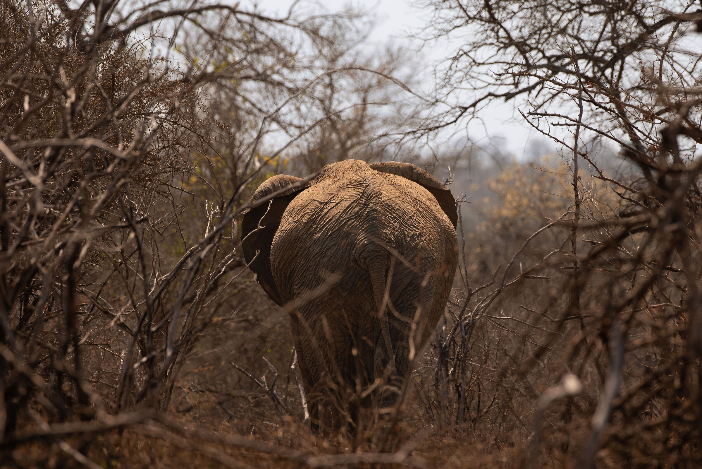 Elephant in Mopane