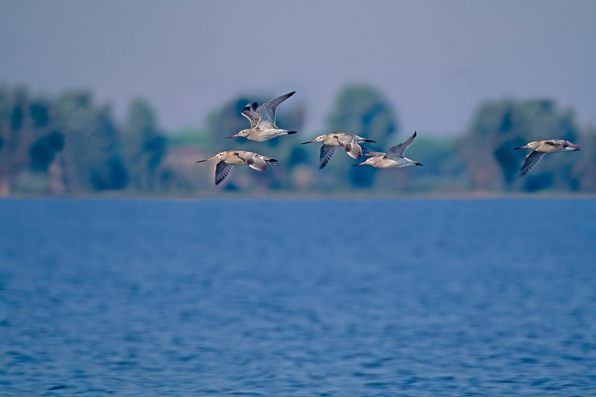 32° genetliaco oggi