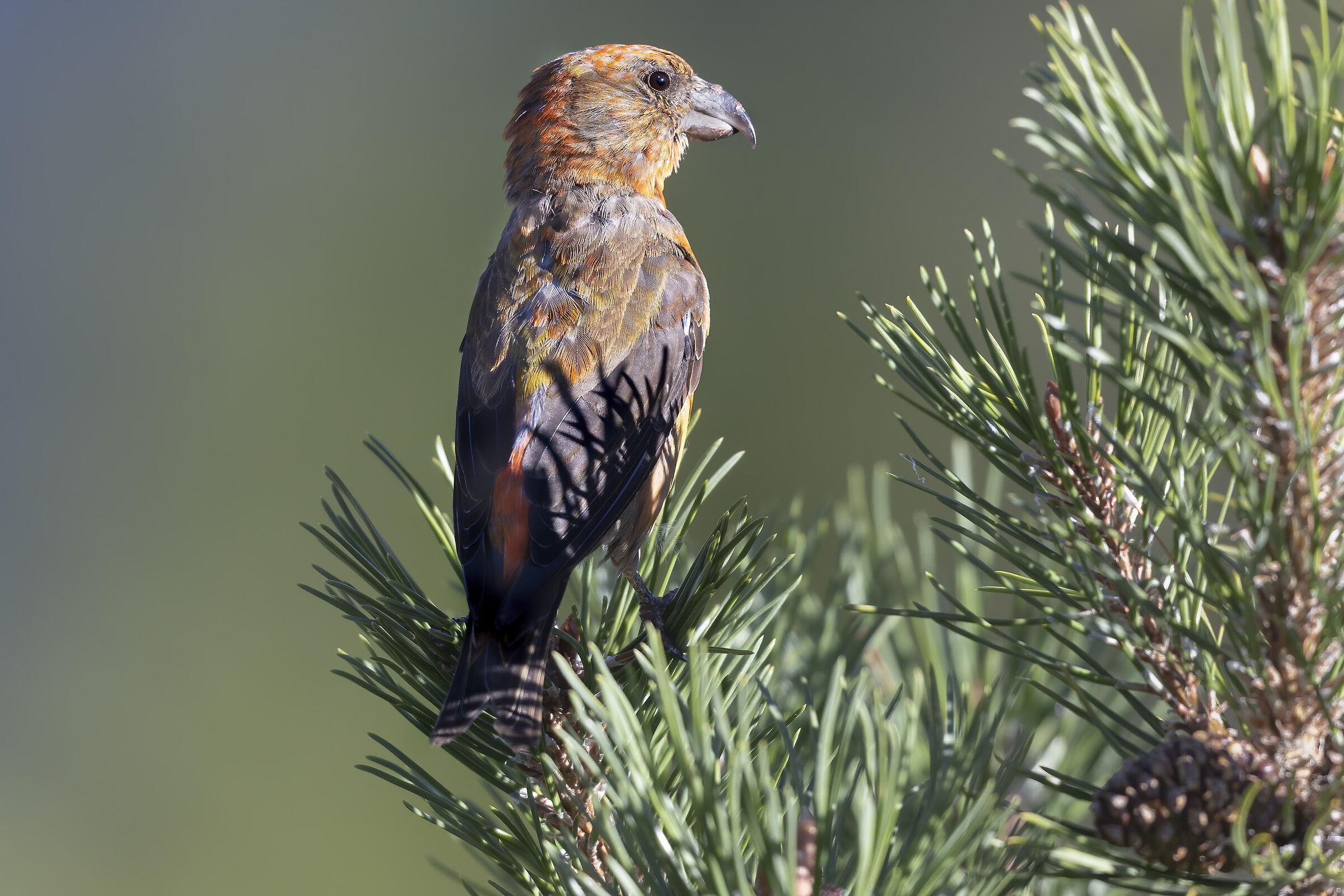 colori tra i mughi, crociere