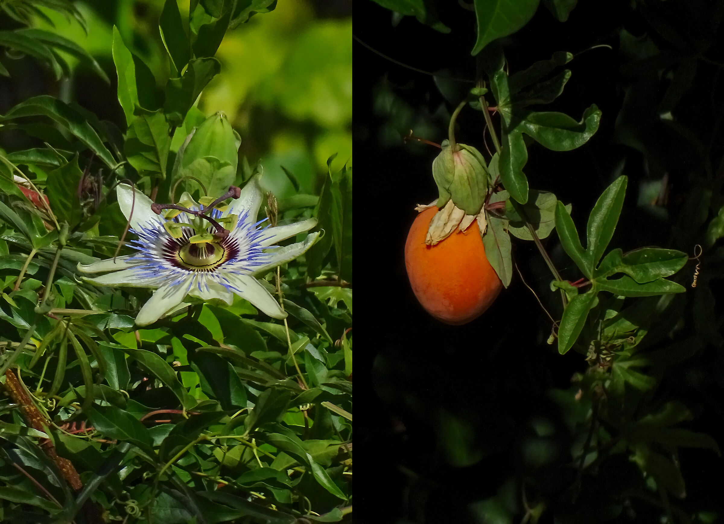 Passiflora - Fiore e Frutto