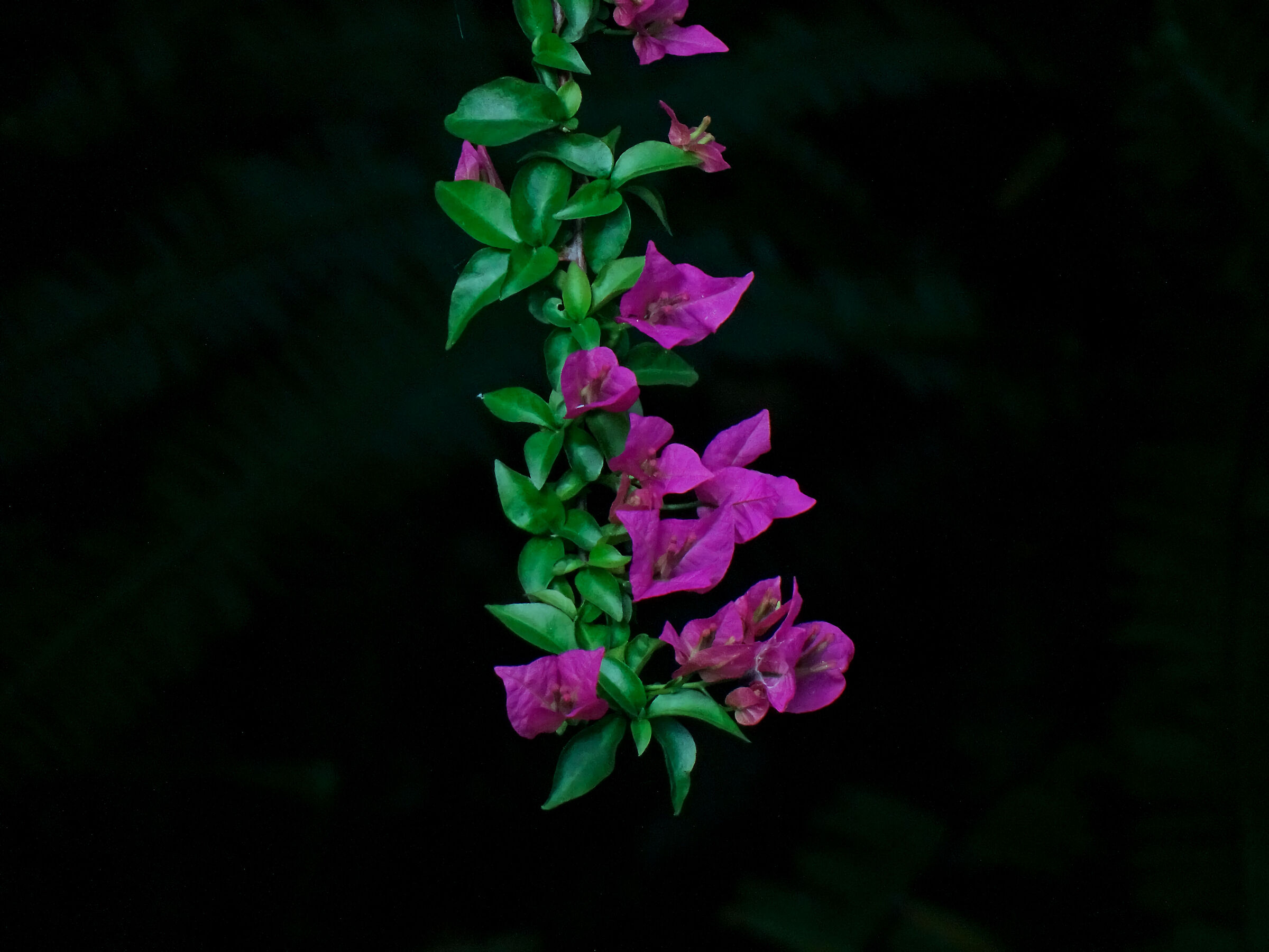 Bouganvillea