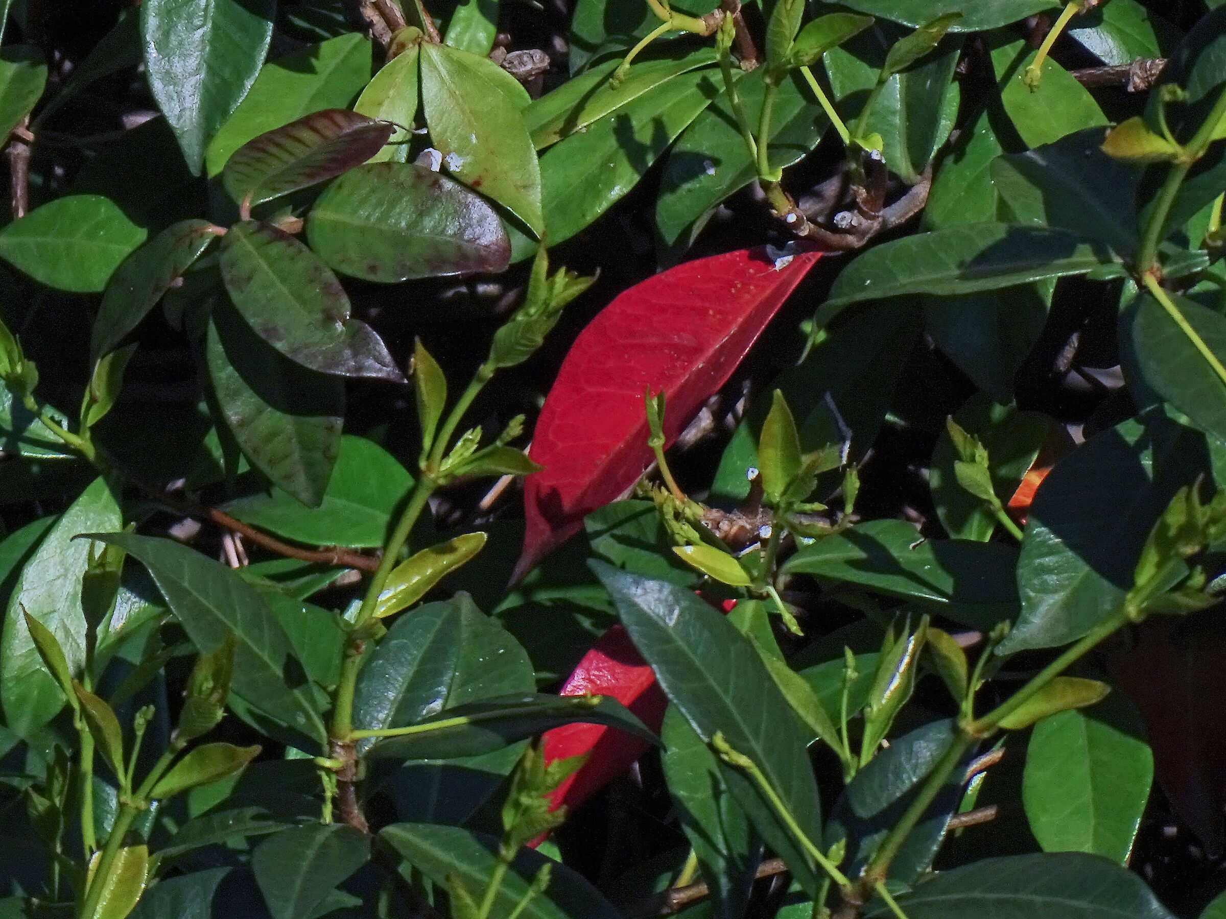 La foglia rossa nel gelsomino