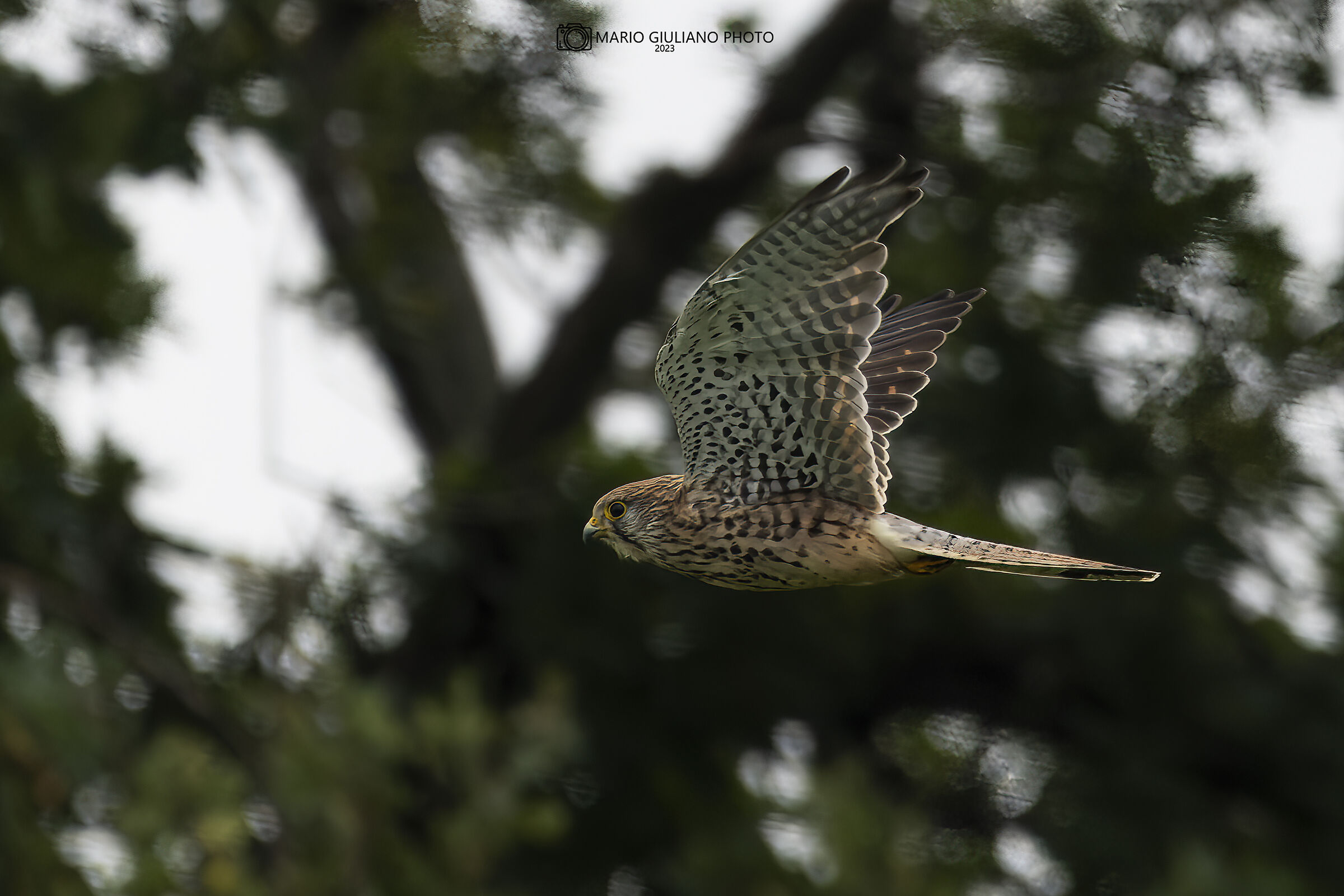 Kestrel