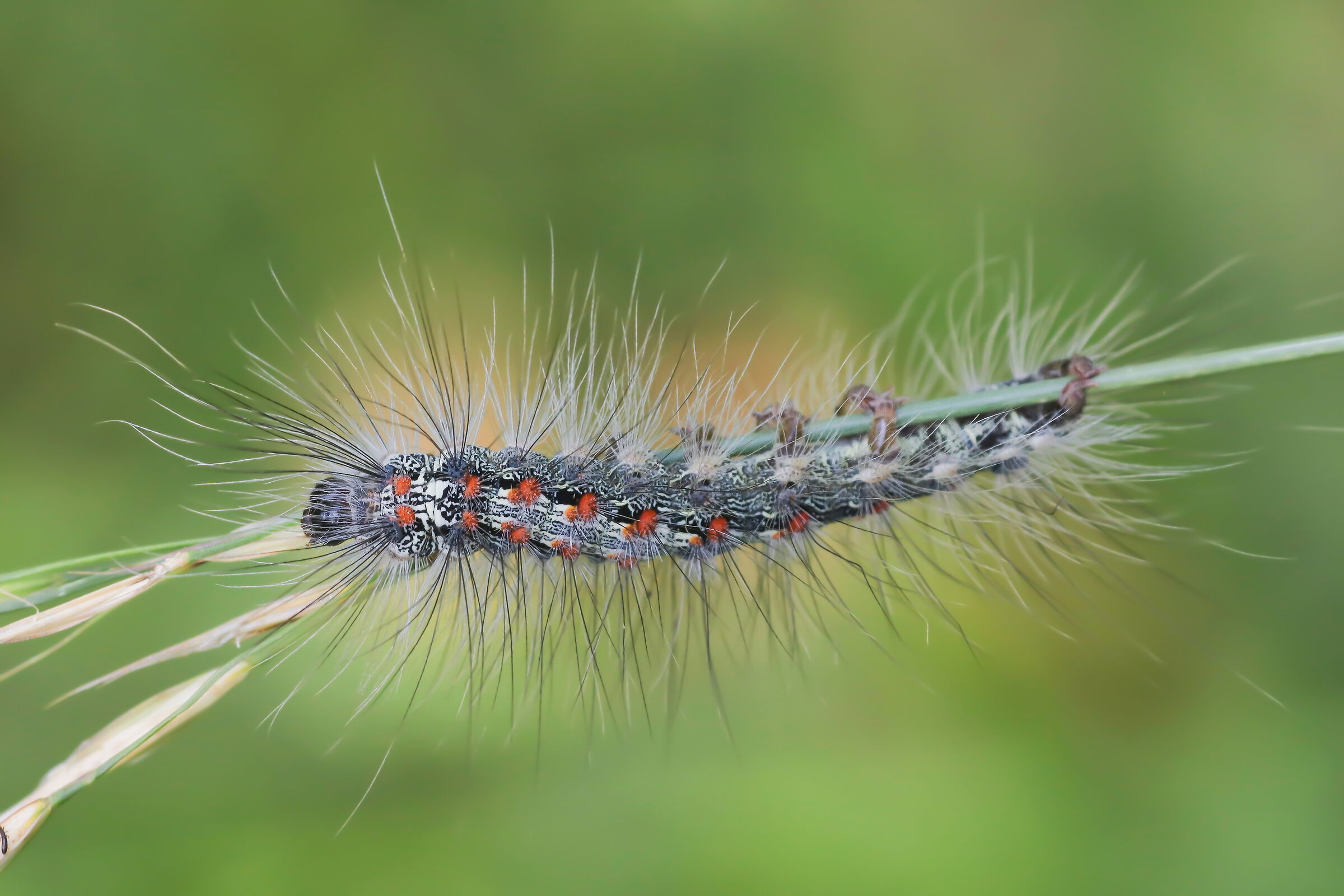 In the morning before combing your hair
