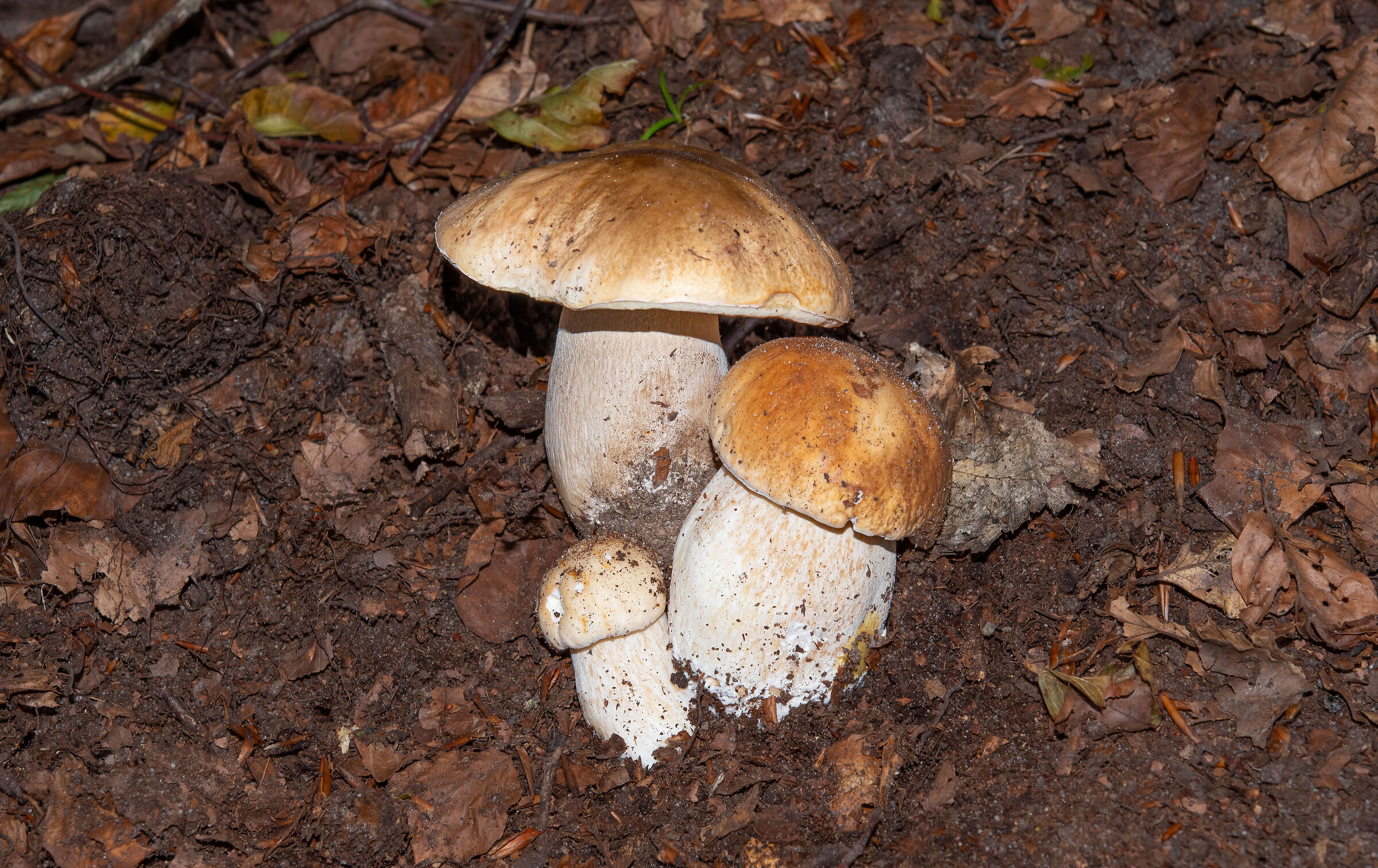 Boletus edulis