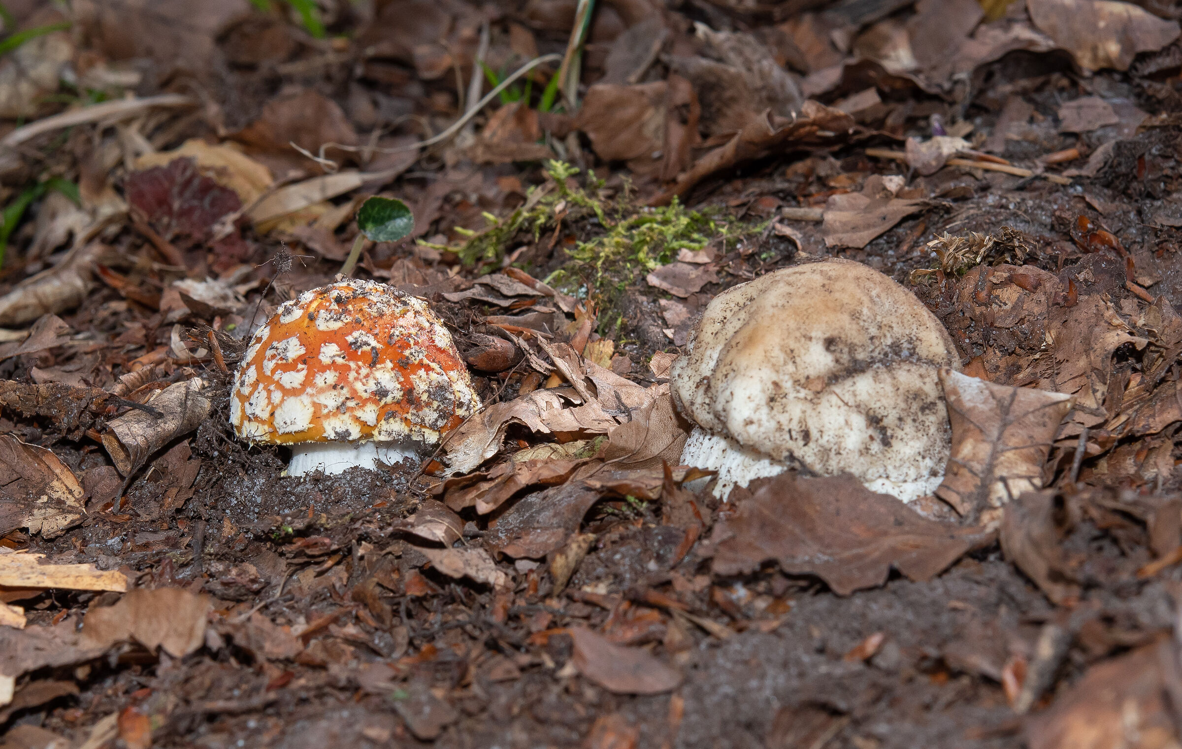Boletus edulis e Amanita muscaria