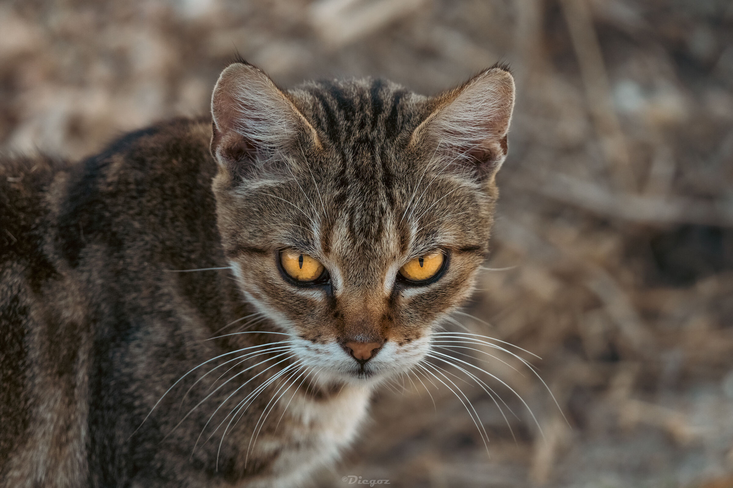 Gatto dei campi di pannocchie