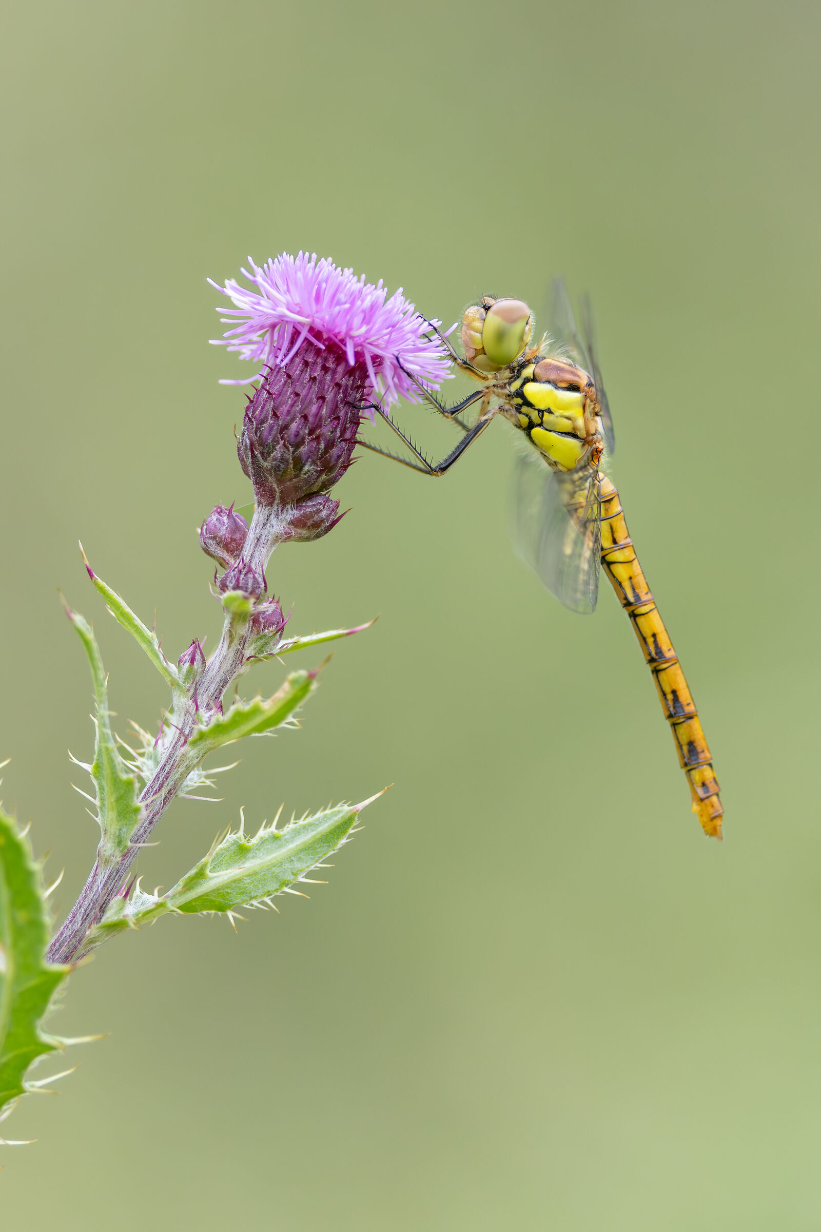 Sympetrum vulgatum