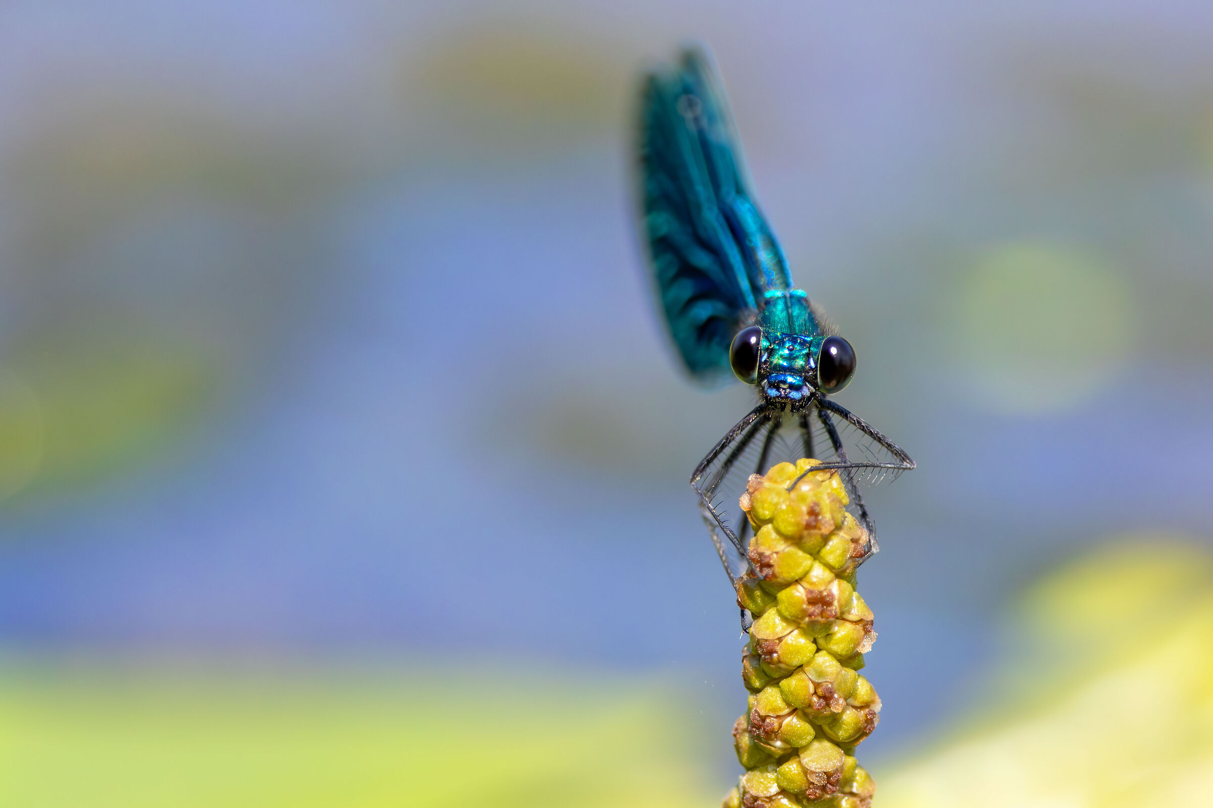 Calopteryx splendens