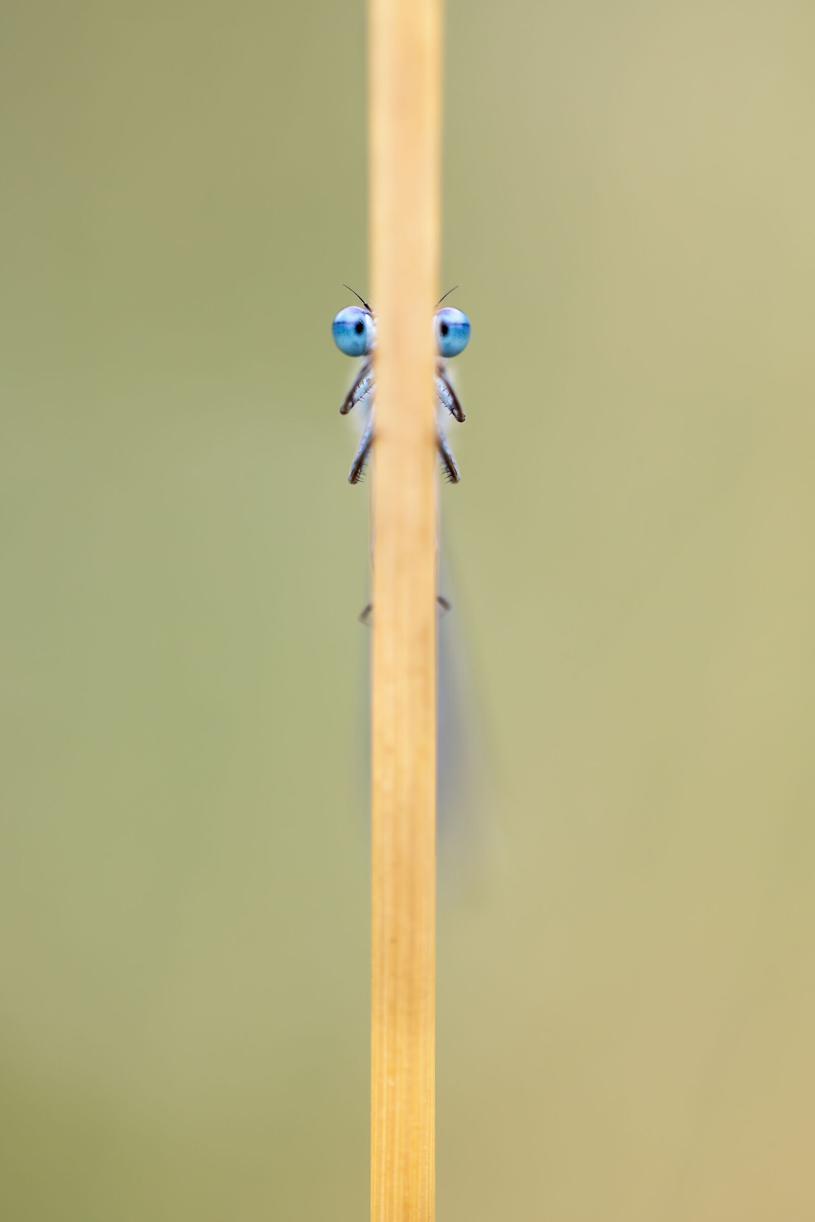 Enallagma cyathigerum