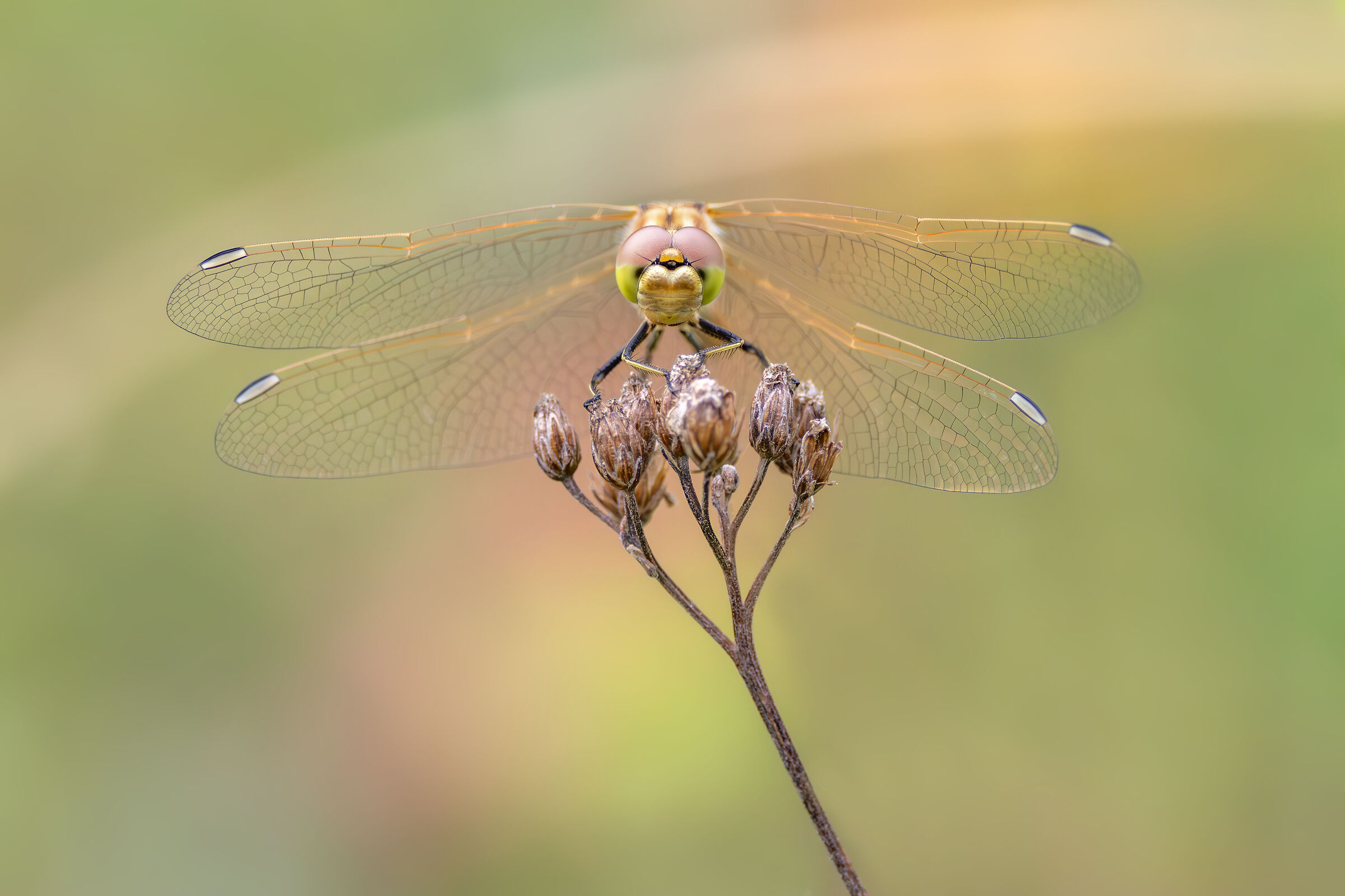 Sympetrum vulgatum