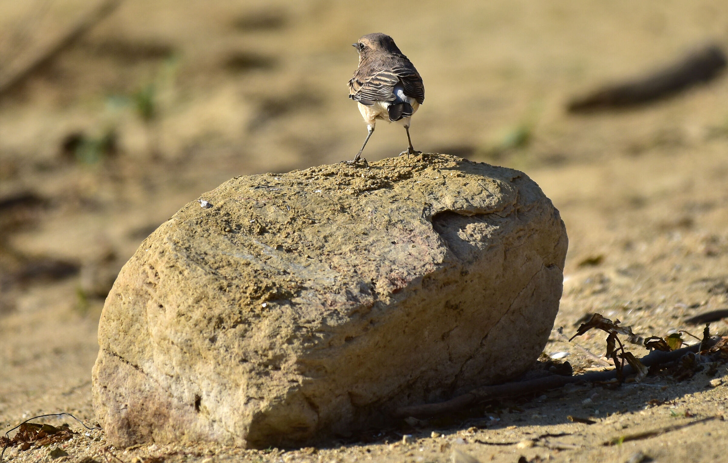 L'uccello è in cima