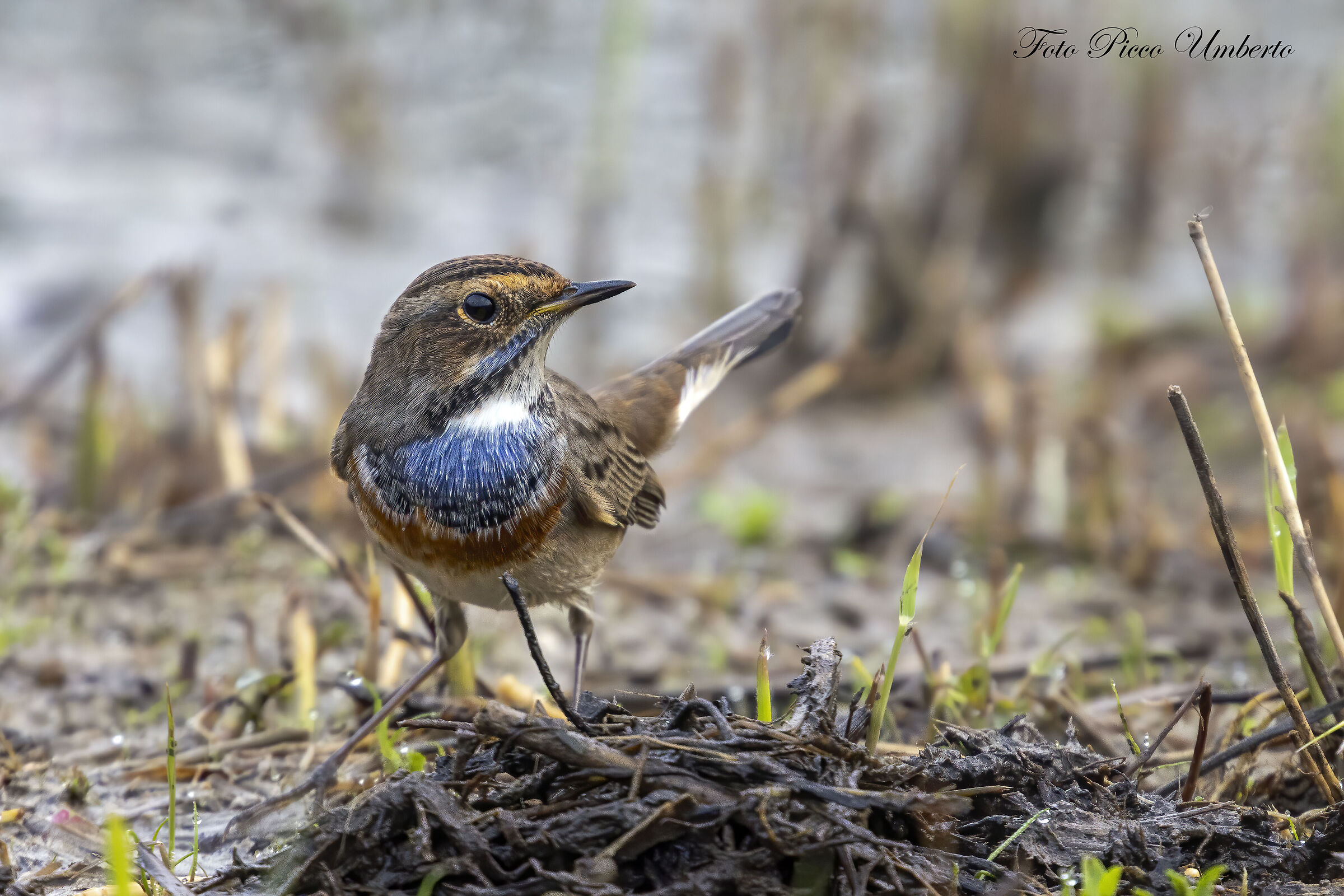 finalmente il pettazzurro