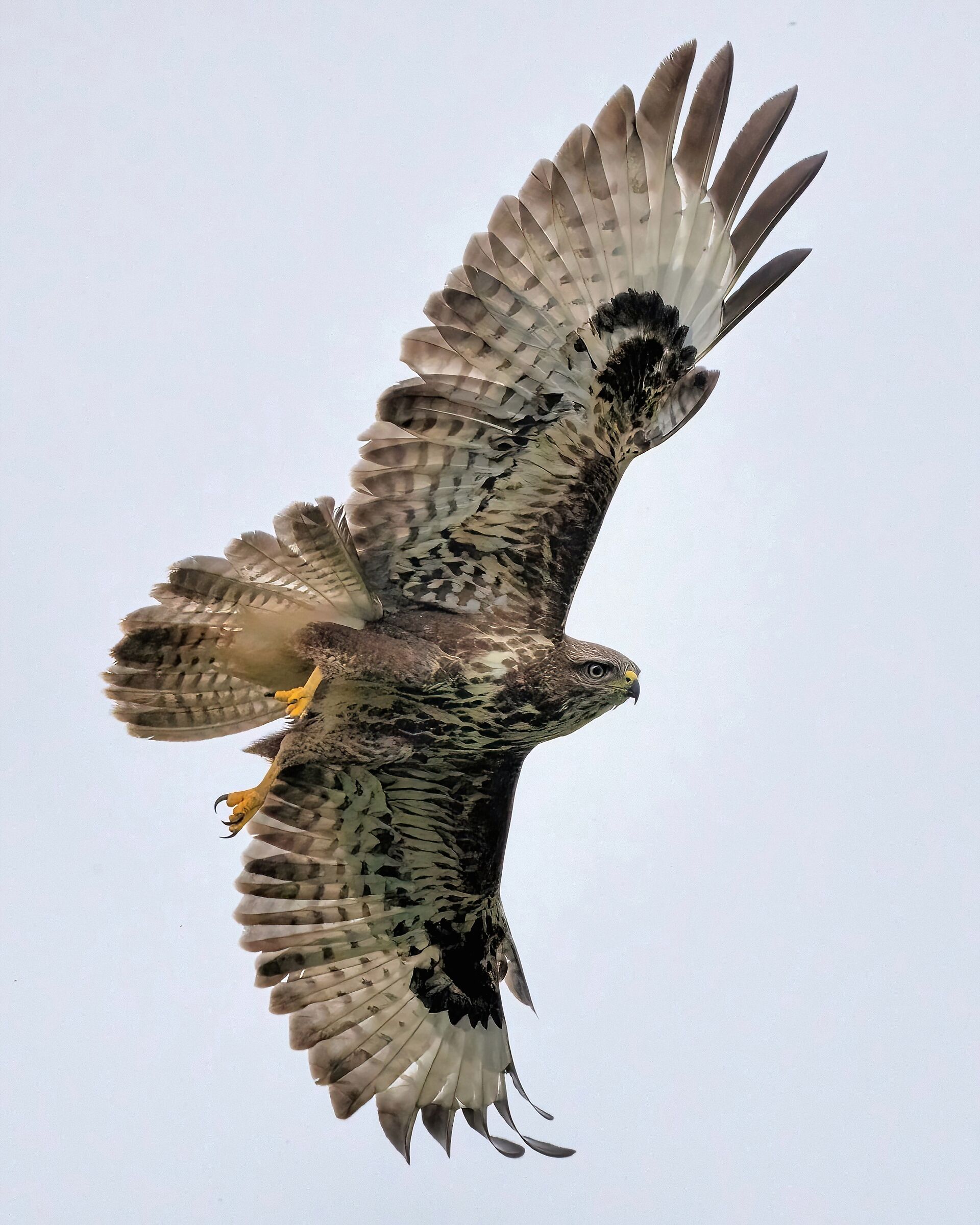 Poiana (Buteo buteo)