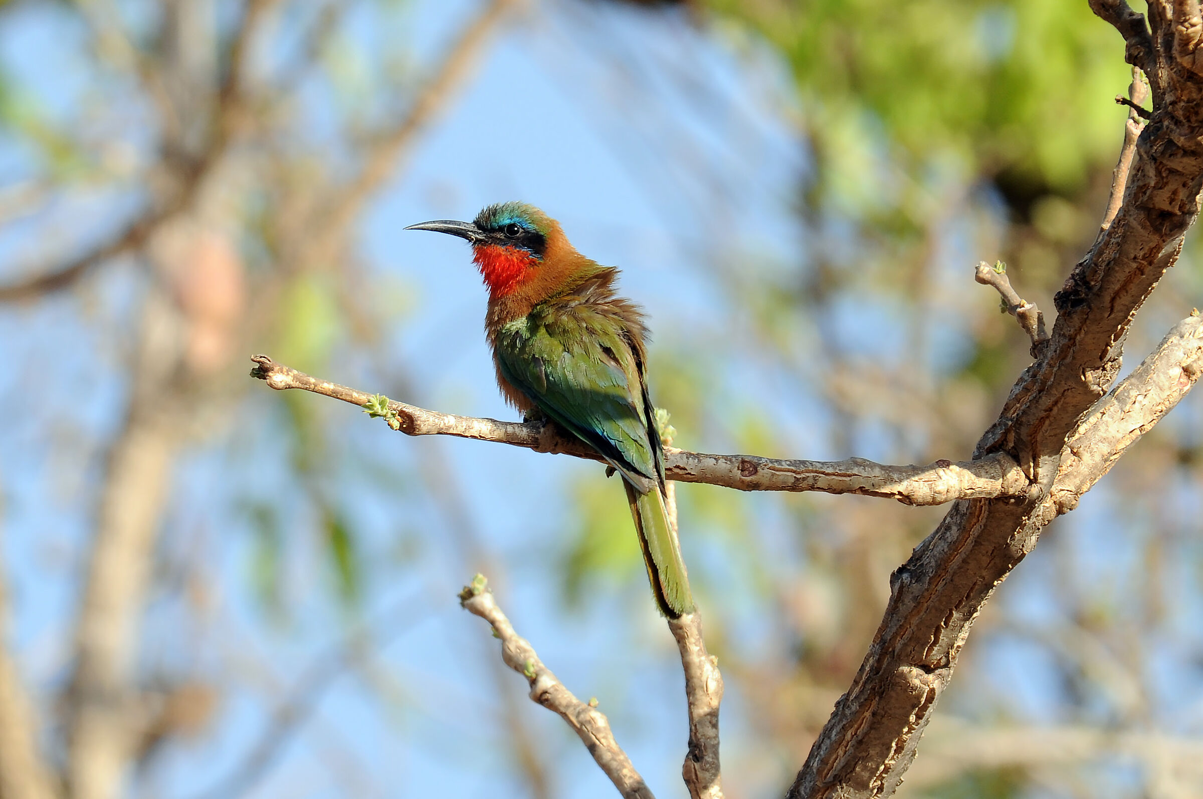 Red-throated bee-eater . Merops bulocki- Tana Lake -Ethiopia