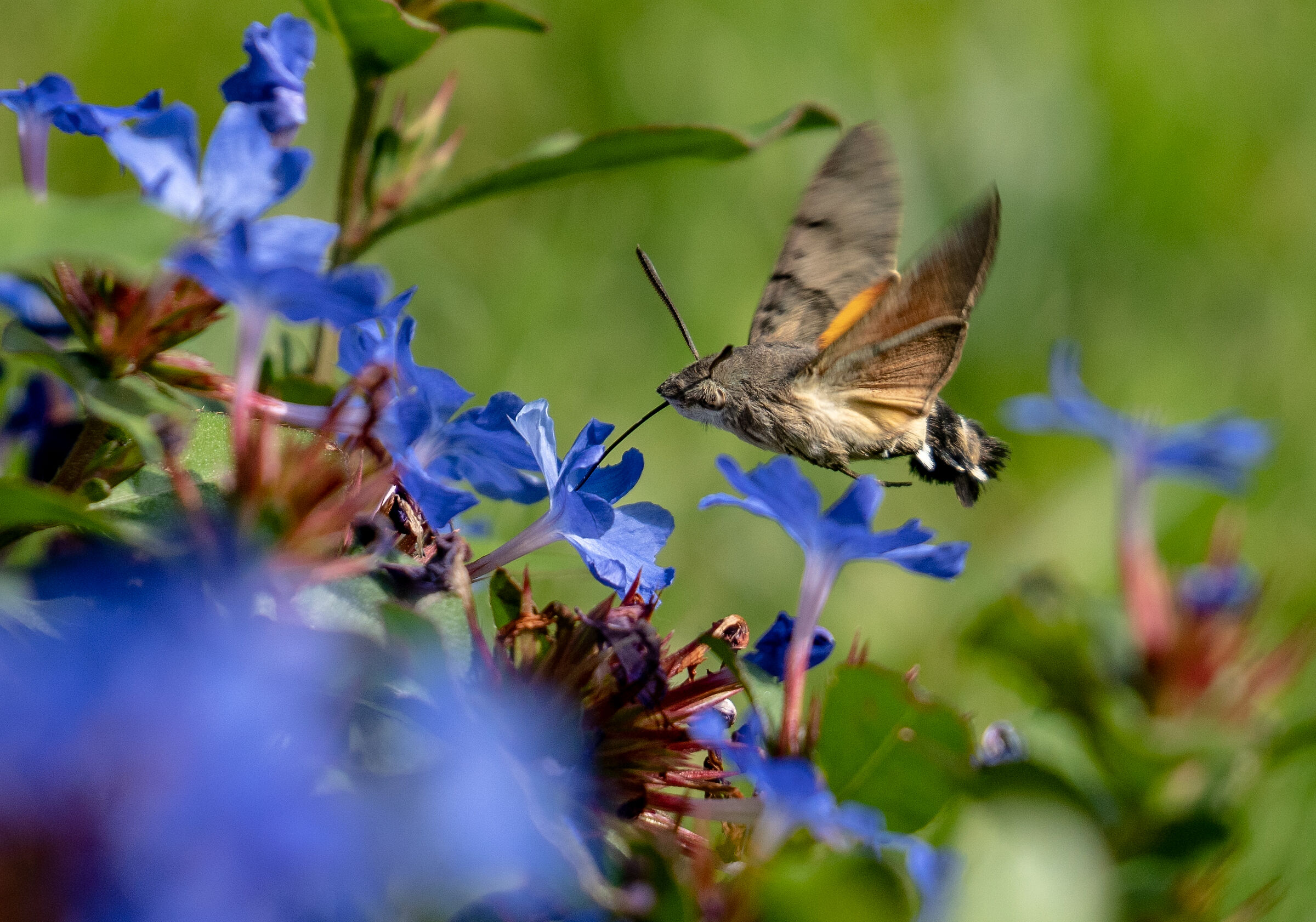 Macroglossum Stellarum 3