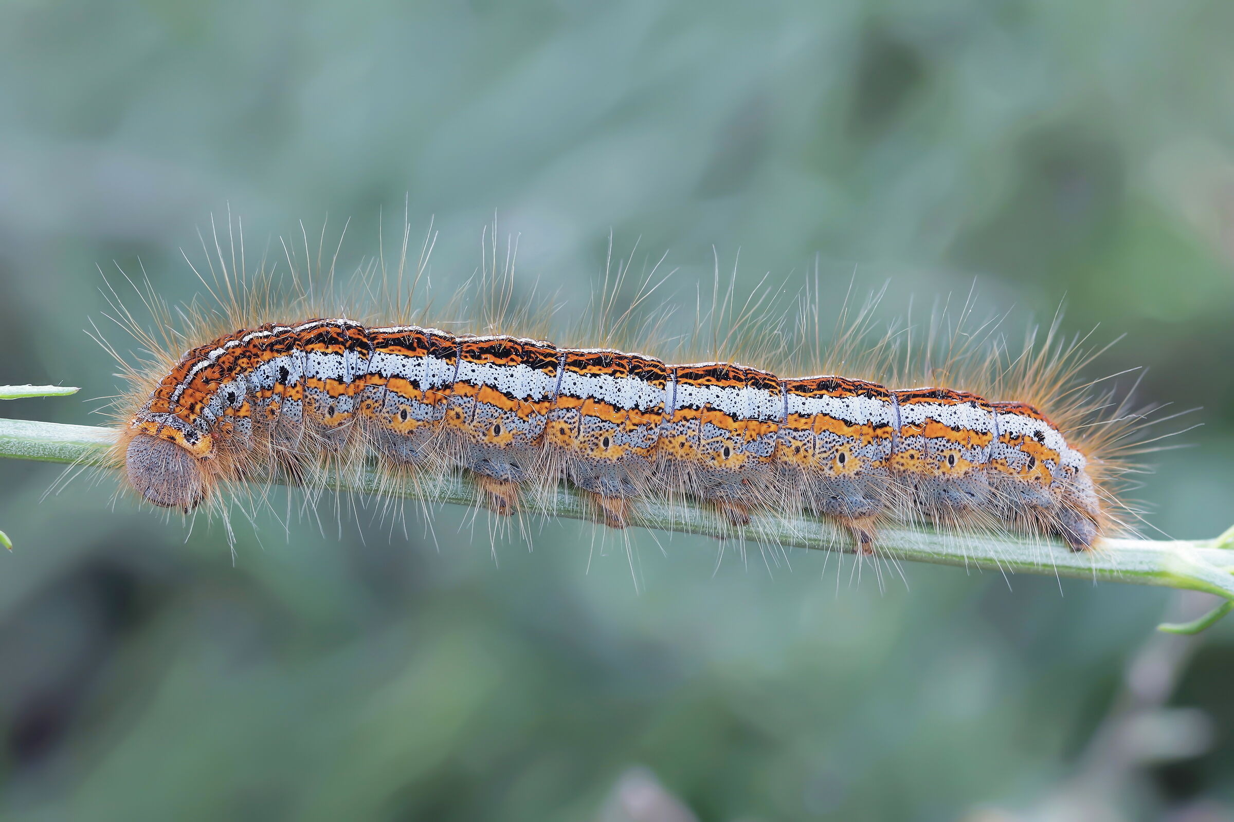 Caterpillar of Malacosoma sp.