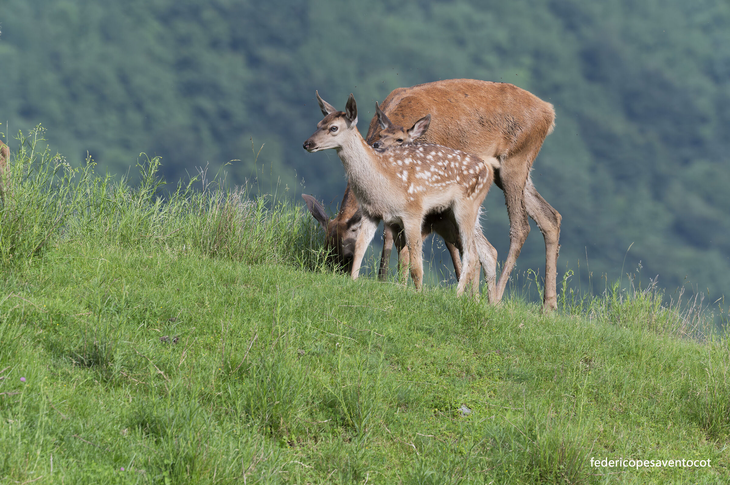 Mamma e prole