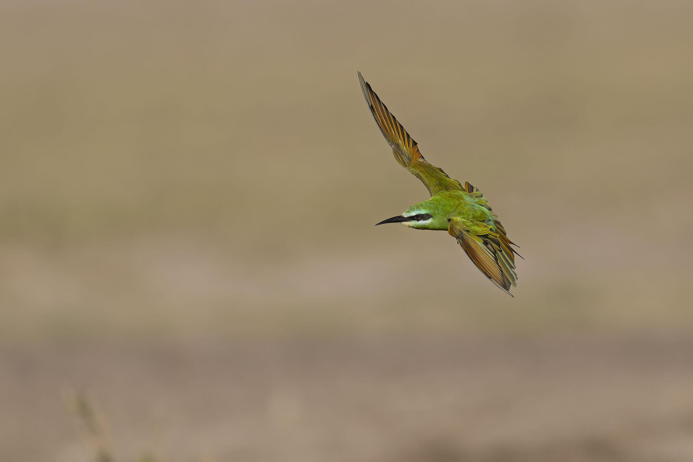 Bee-eater