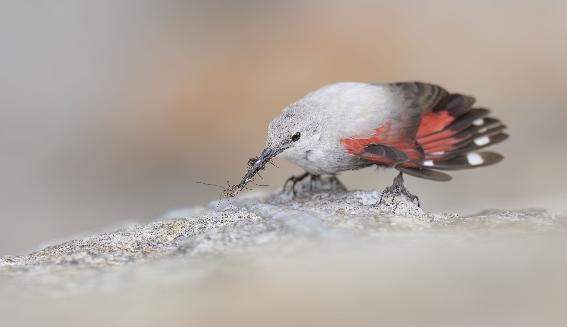 Picchio Muraiolo Luglio 2023