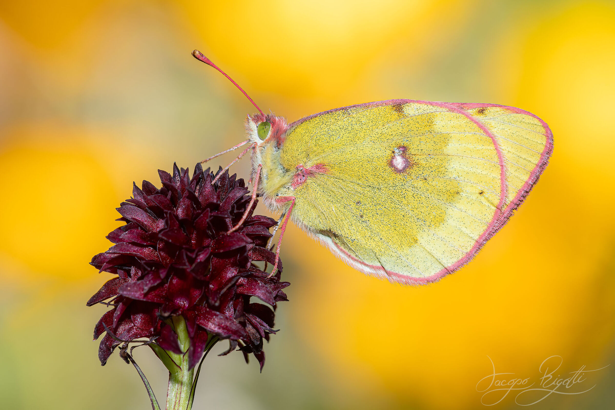 Colias alfacariensis
