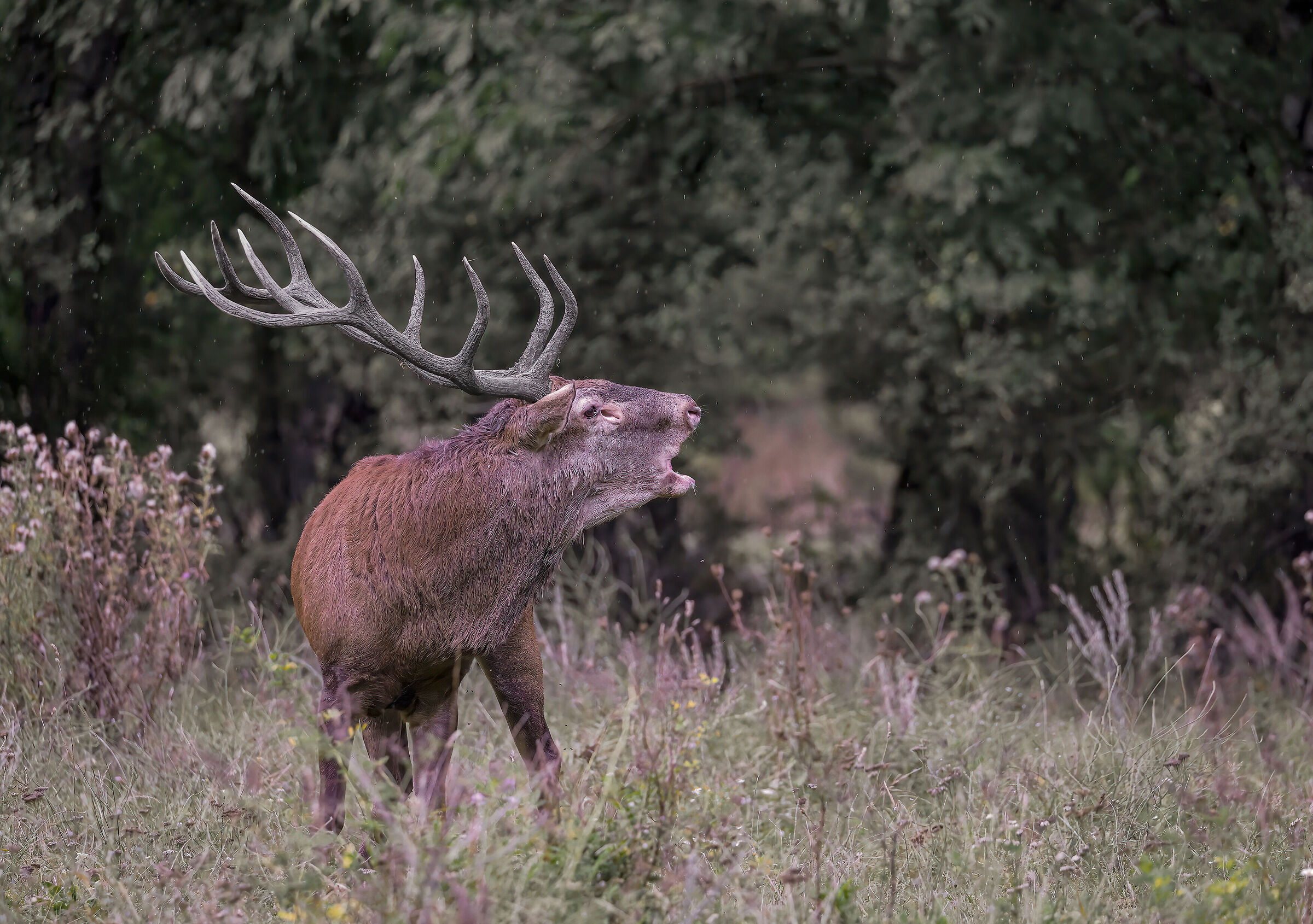 Deer