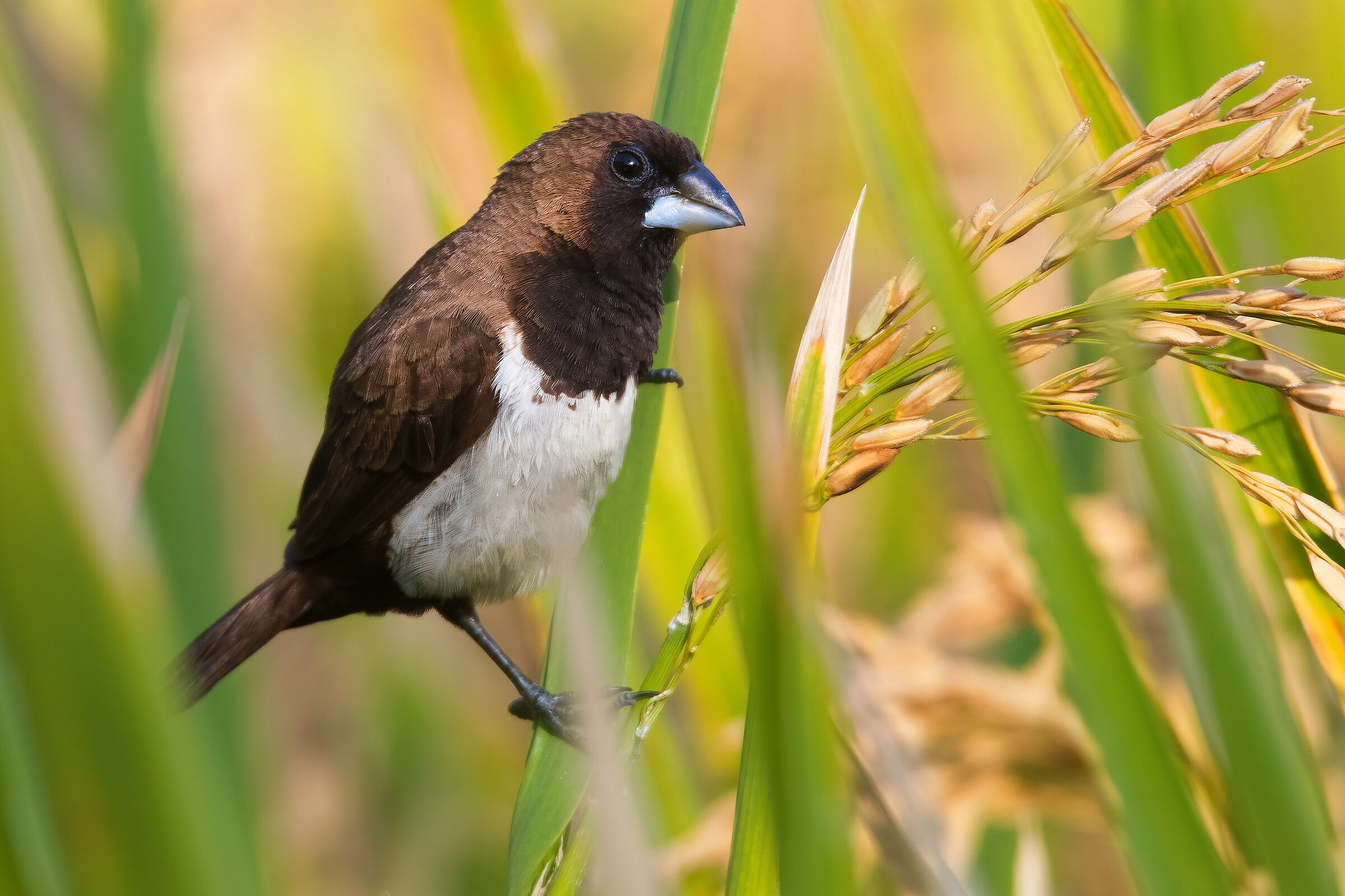 Java Sparrow (Lonchuria Leucogastroides)